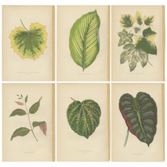Set of 6 Botany Prints - Alocasia Metallica - Echites Nutans (1891)