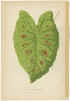 Set of 6 Botany Prints, Caladium Verschaffelt, Cordyline Indivisa, 1891