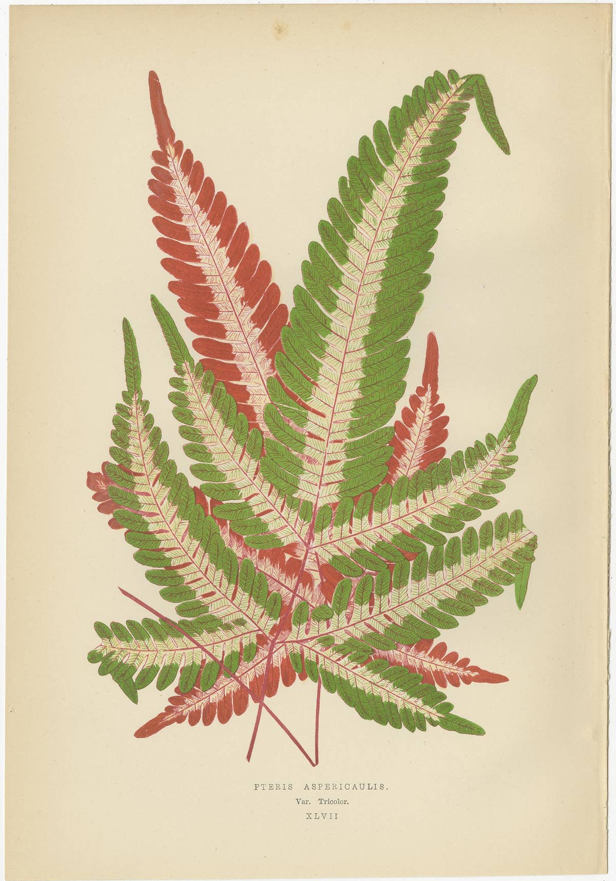 Set of 6 Botany Prints, Caladium Verschaffelt, Cordyline Indivisa, 1891