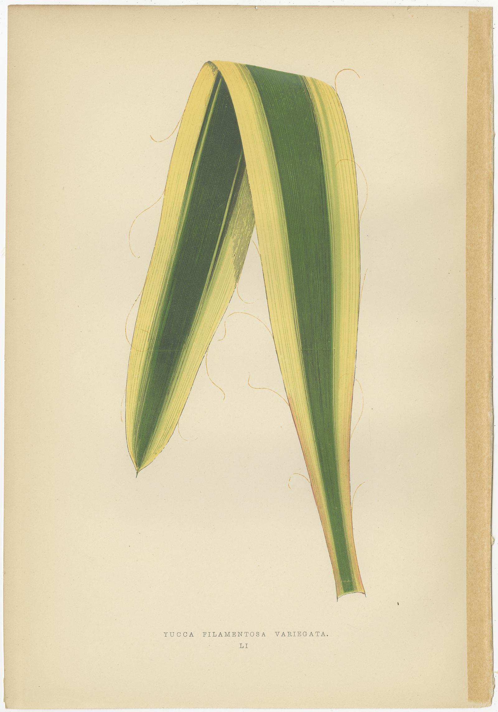 19th Century Set of 6 Botany Prints, Caladium Verschaffelt, Cordyline Indivisa, 1891 For Sale