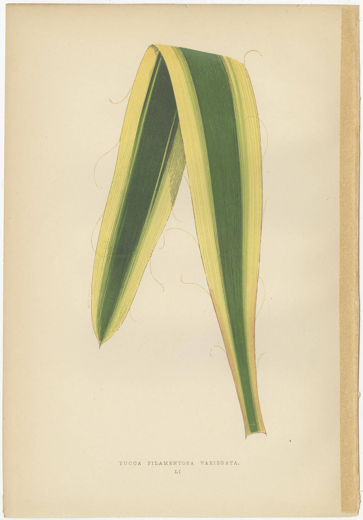 Set of 6 Botany Prints, Caladium Verschaffelt, Cordyline Indivisa, 1891