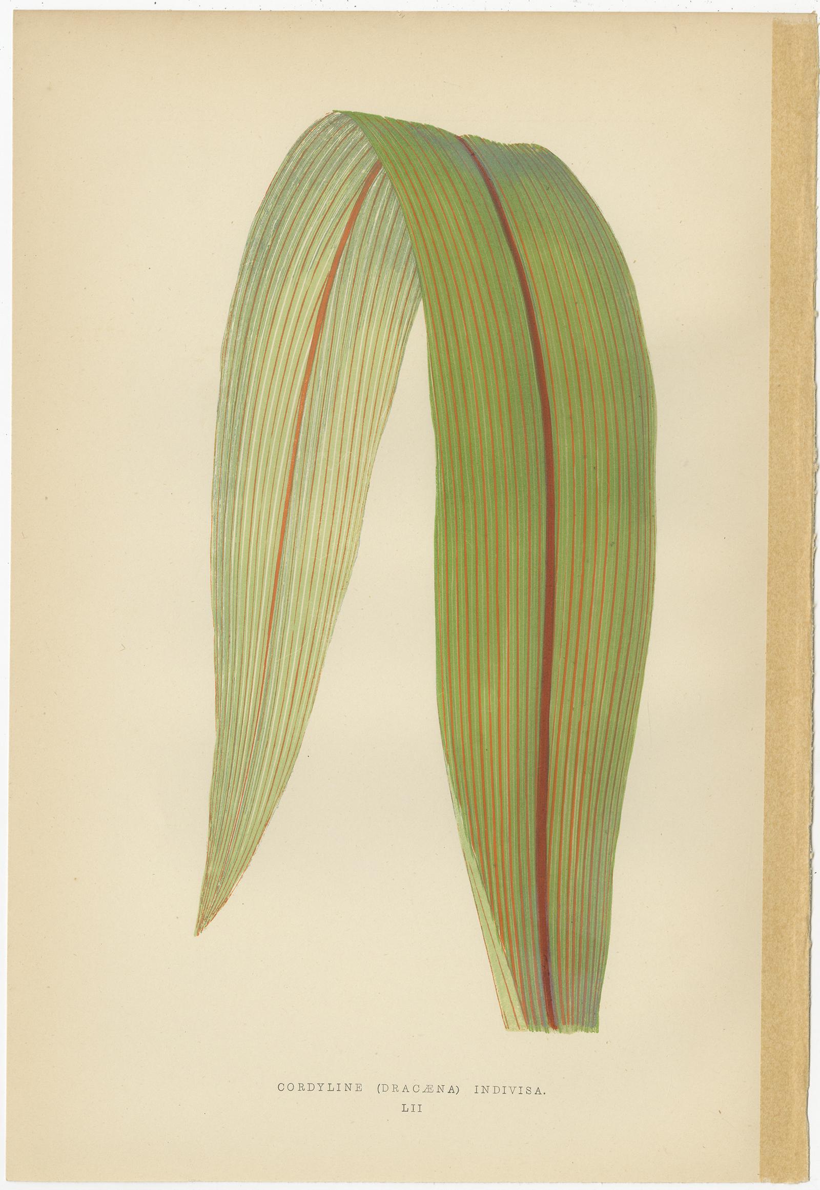 Paper Set of 6 Botany Prints, Caladium Verschaffelt, Cordyline Indivisa, 1891 For Sale