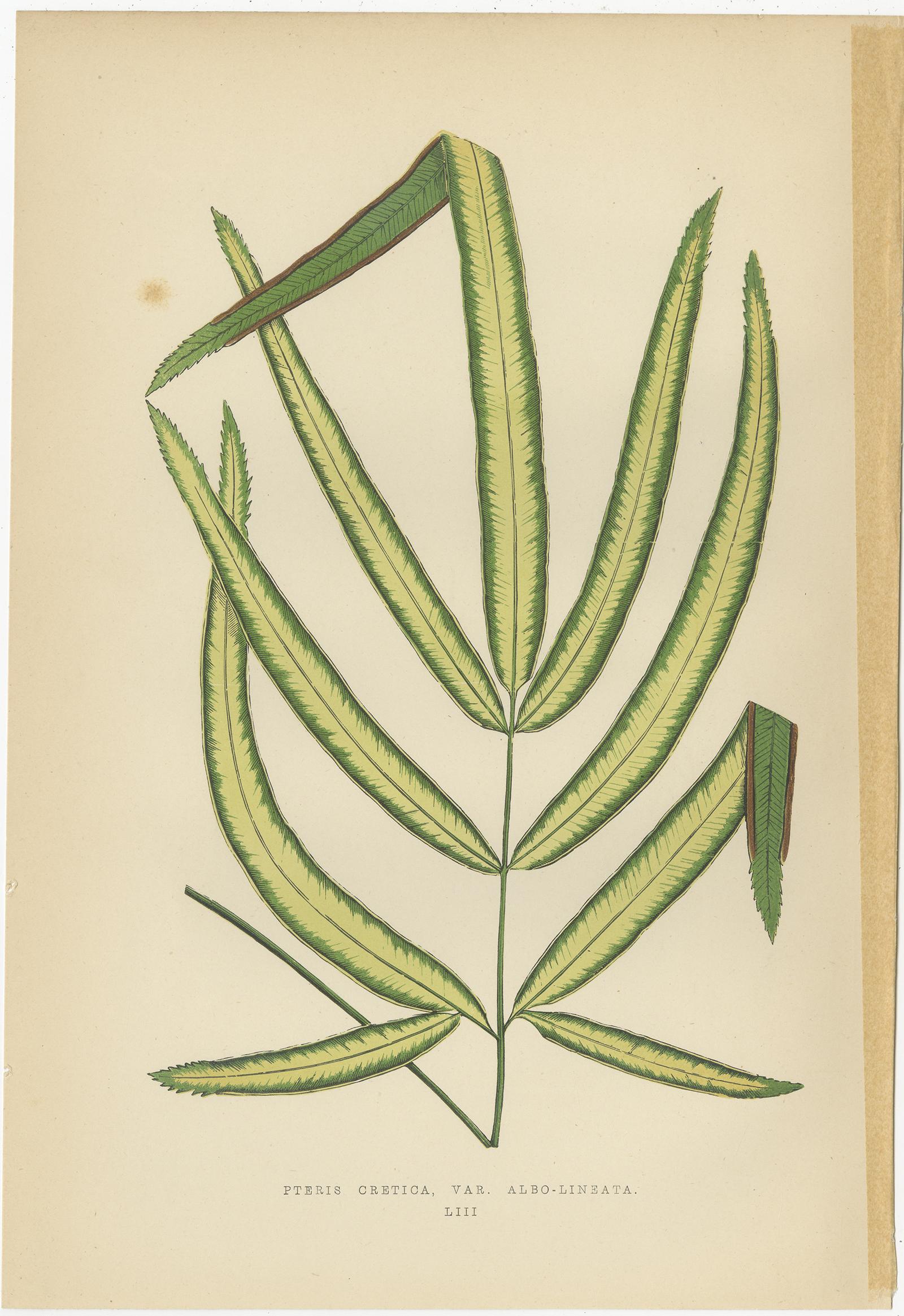 Set of 6 Botany Prints, Caladium Verschaffelt, Cordyline Indivisa, 1891 For Sale 1