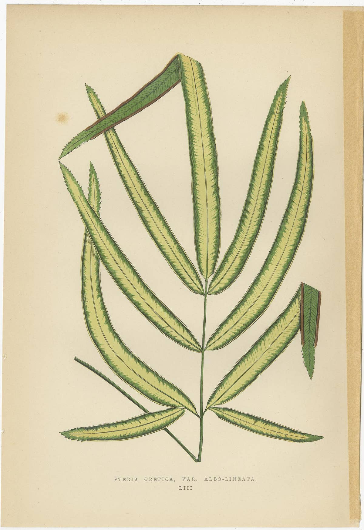 Set of 6 Botany Prints, Caladium Verschaffelt, Cordyline Indivisa, 1891