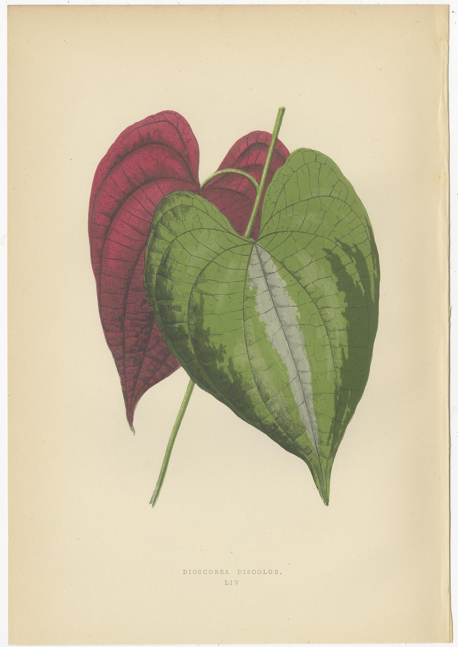 Set of 6 Botany Prints, Caladium Verschaffelt, Cordyline Indivisa, 1891 For Sale 2