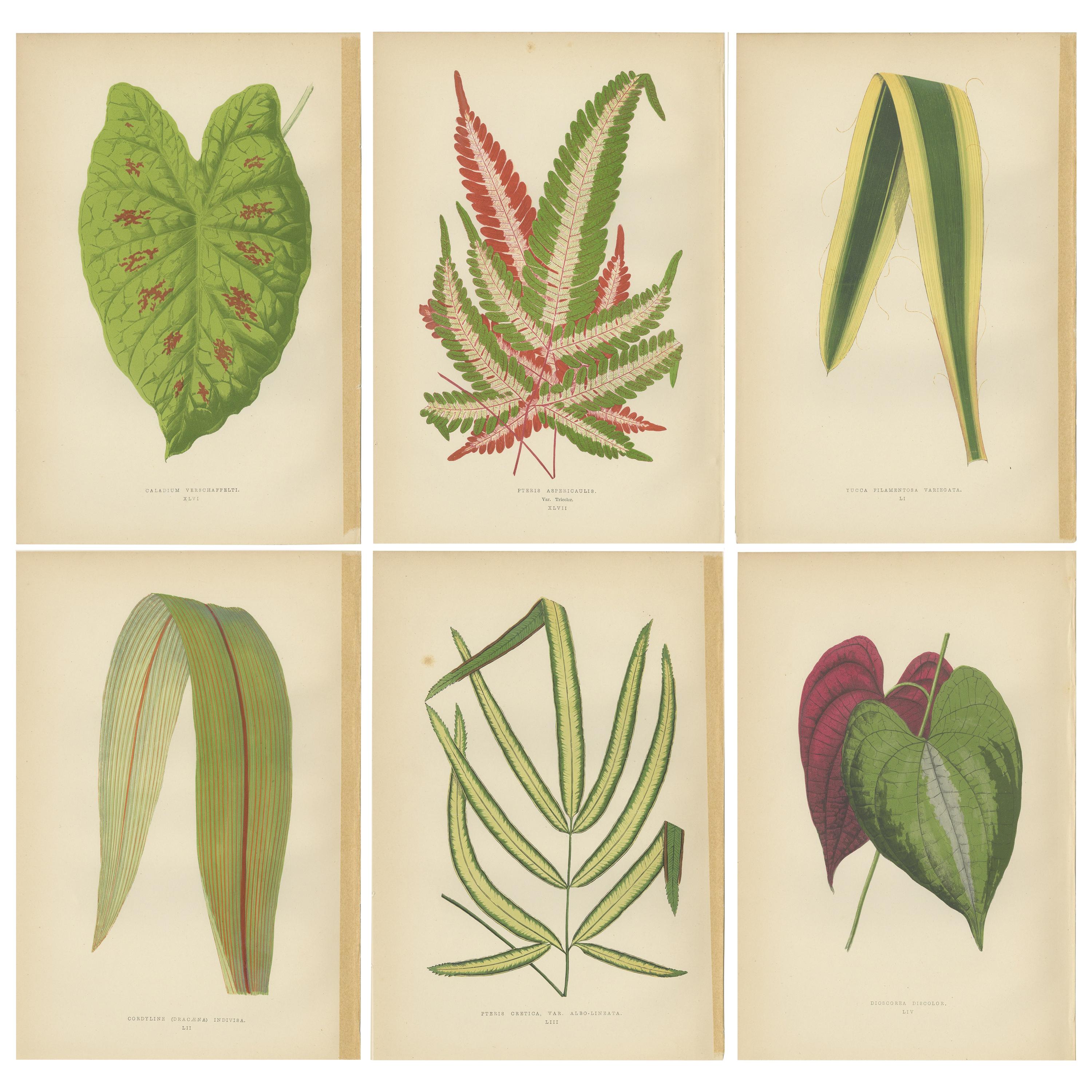 Set of 6 Botany Prints, Caladium Verschaffelt, Cordyline Indivisa, 1891