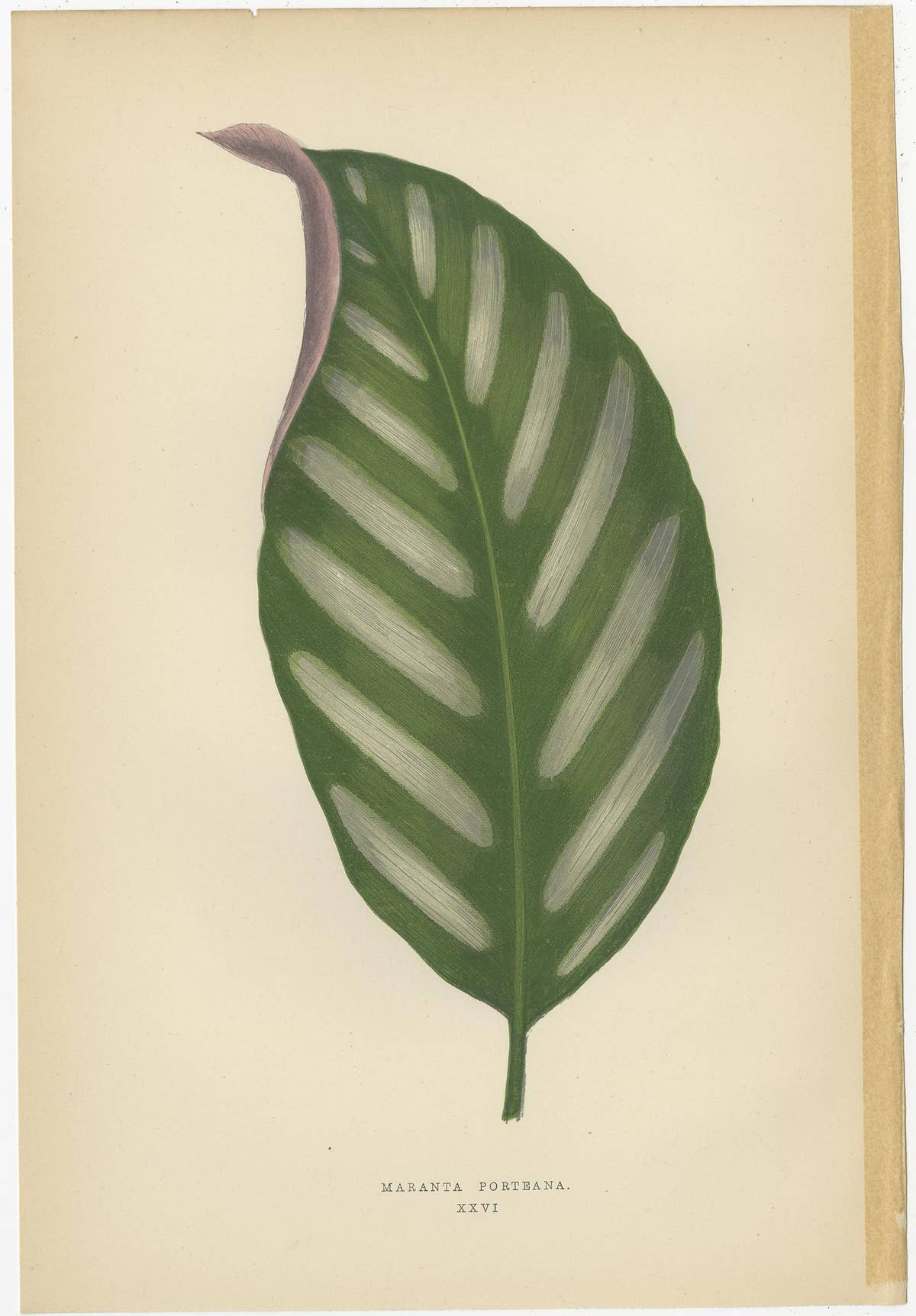 Set of 6 Botany Prints - Gesnera Cinnabarina - Dracaena Perrea (1891)