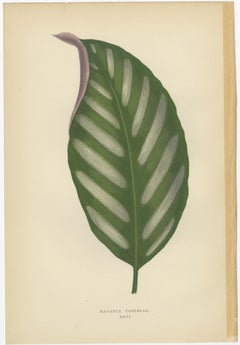 Set of 6 Botany Prints -  Gesnera Cinnabarina - Dracaena Perrea (1891)