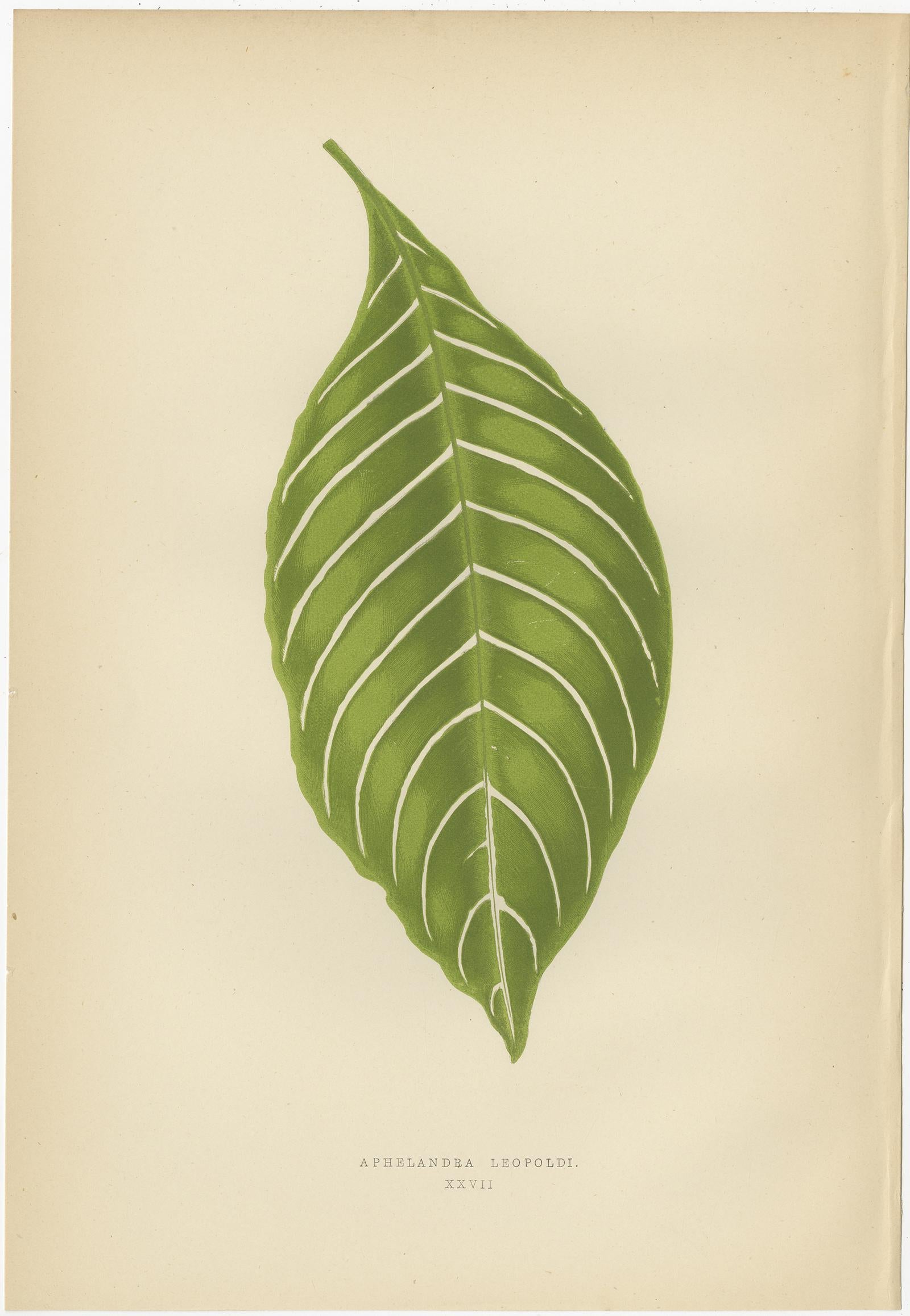 Set of 6 Botany Prints -  Gesnera Cinnabarina - Dracaena Perrea (1891) In Good Condition For Sale In Langweer, NL