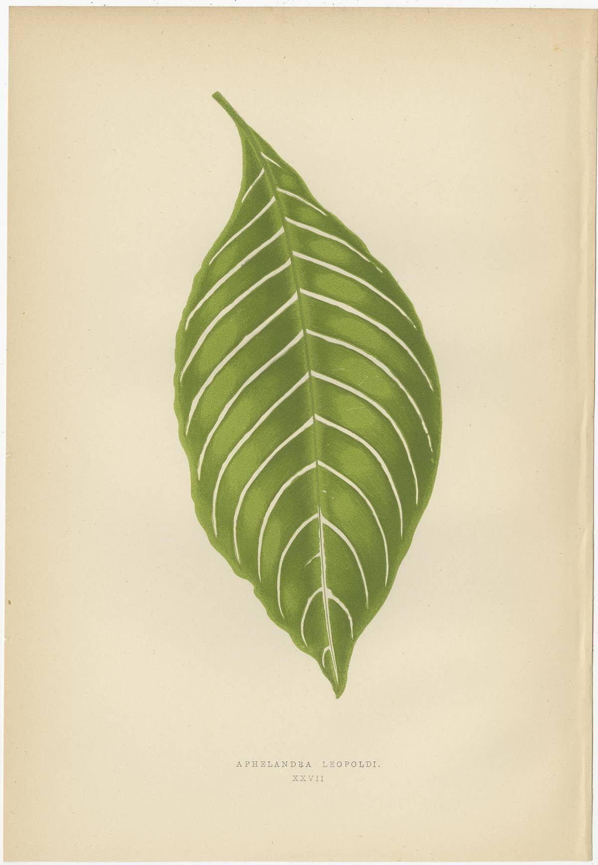 Set of 6 Botany Prints - Gesnera Cinnabarina - Dracaena Perrea (1891)