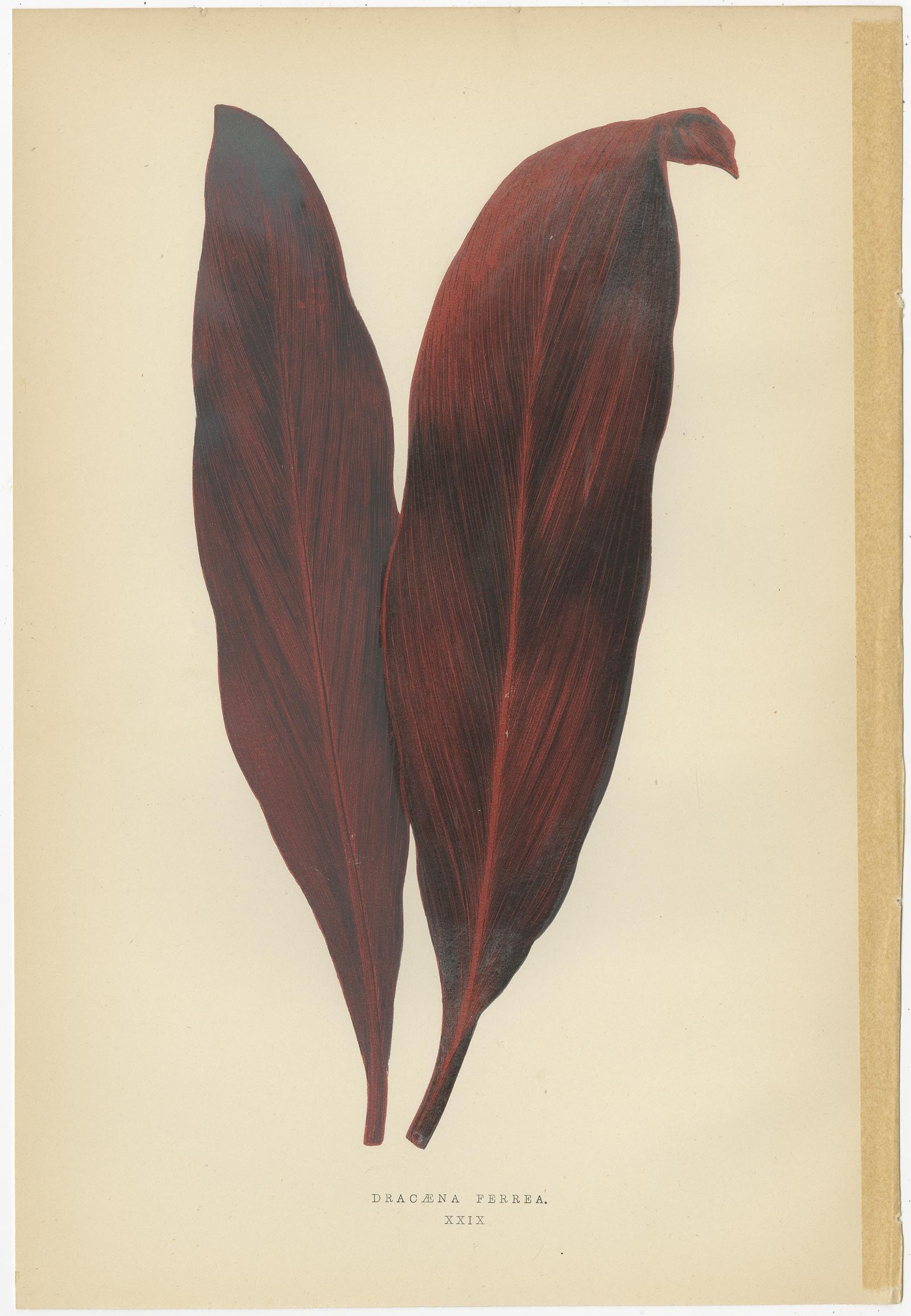 19th Century Set of 6 Botany Prints -  Gesnera Cinnabarina - Dracaena Perrea (1891) For Sale