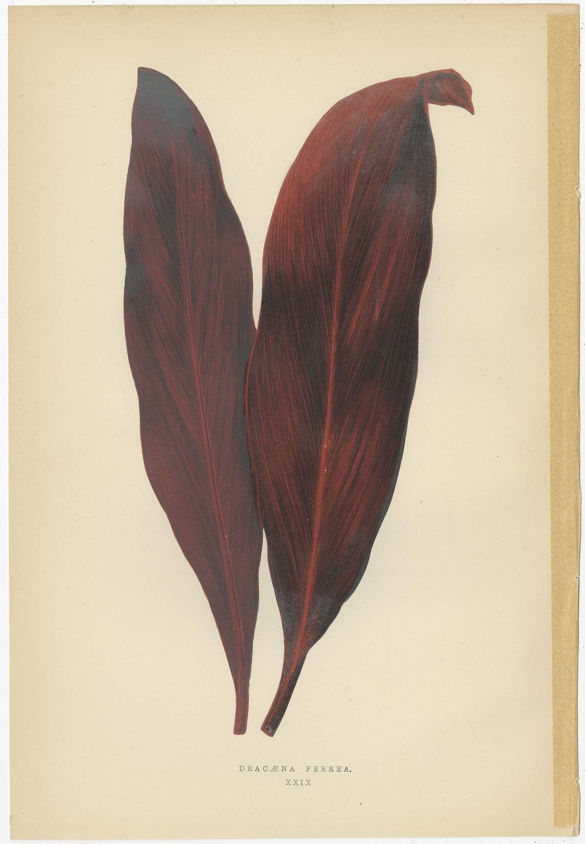 Set of 6 Botany Prints - Gesnera Cinnabarina - Dracaena Perrea (1891)