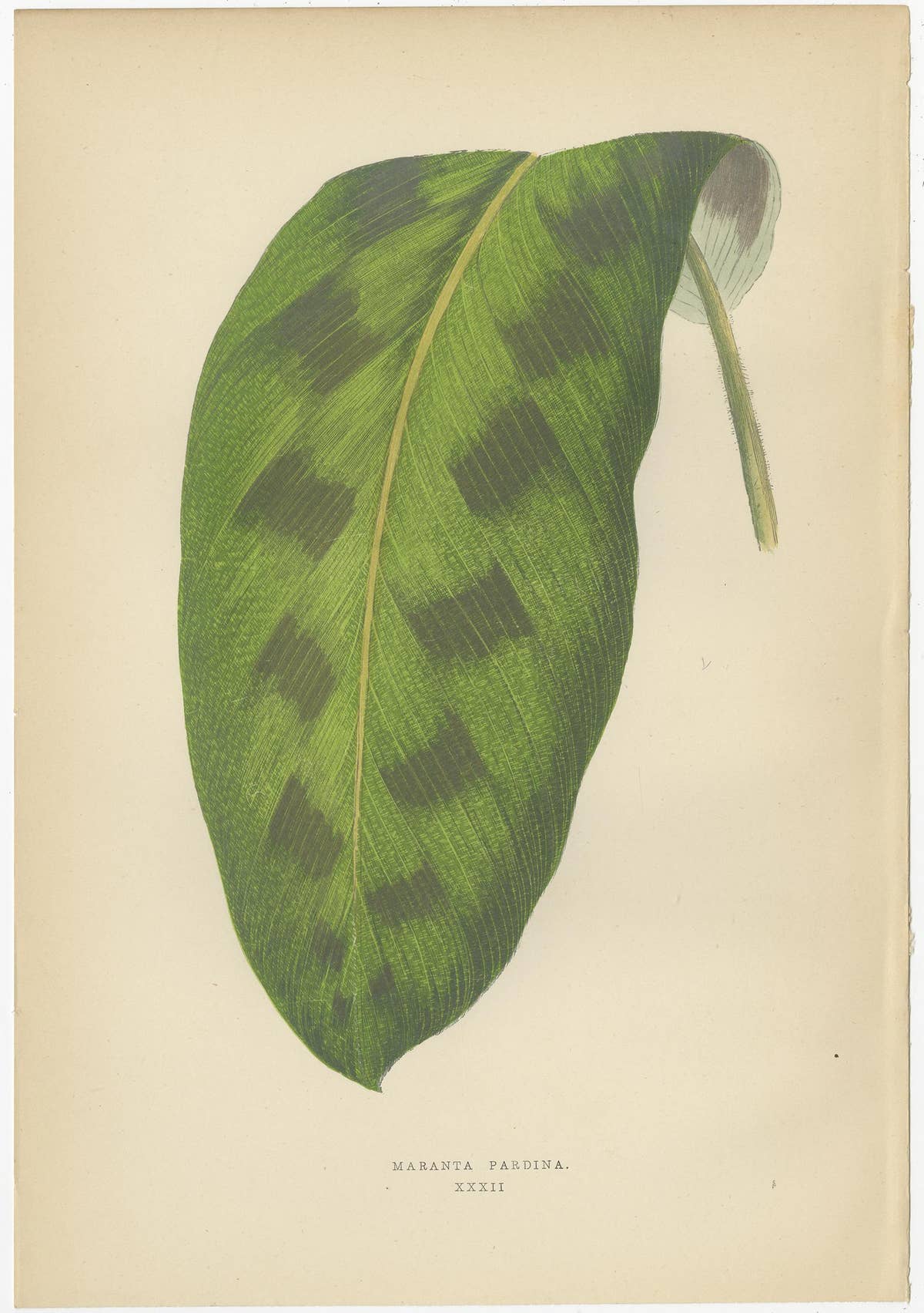 Set of 6 Botany Prints - Gesnera Cinnabarina - Dracaena Perrea (1891)