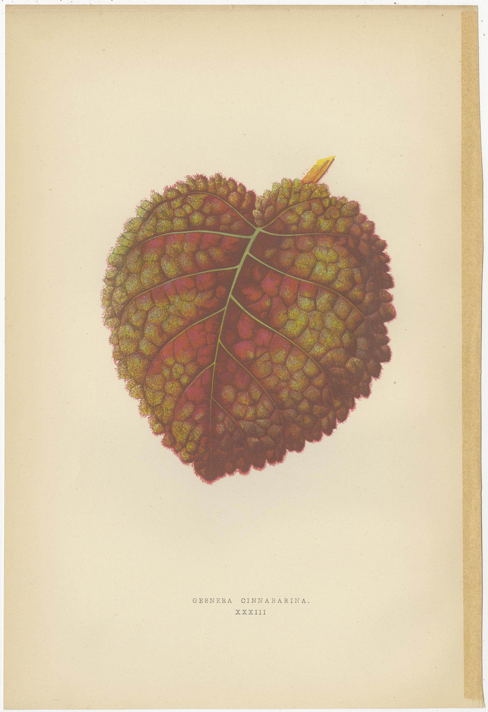 Set of 6 Botany Prints -  Gesnera Cinnabarina - Dracaena Perrea (1891) For Sale 1