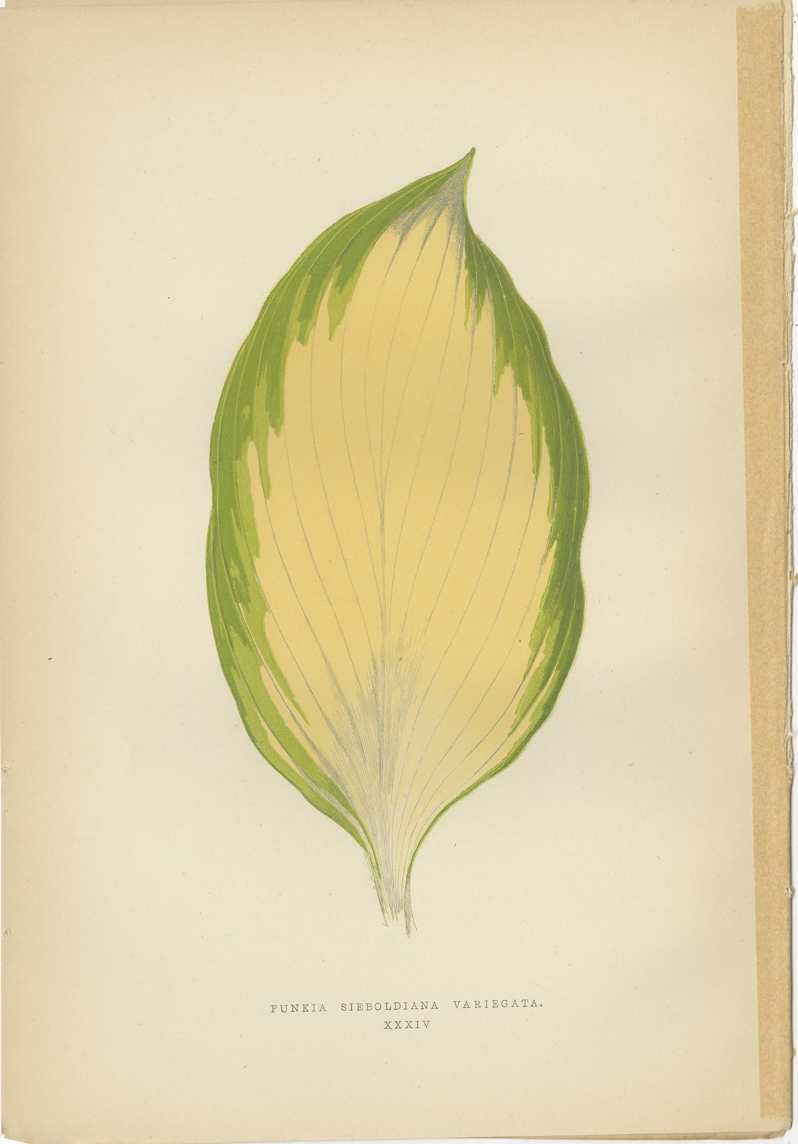 Set of 6 Botany Prints -  Gesnera Cinnabarina - Dracaena Perrea (1891) For Sale 2