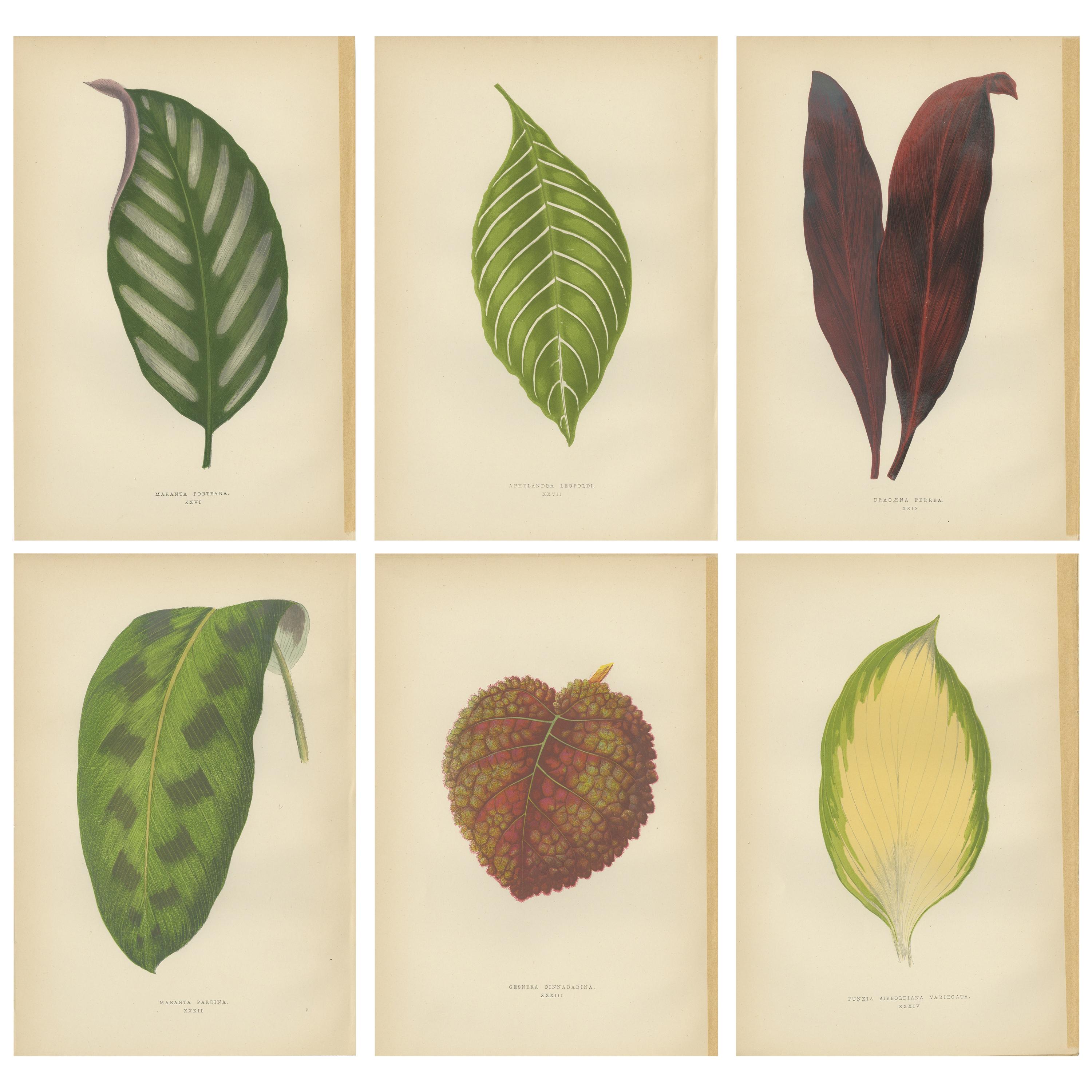 Set of 6 Botany Prints -  Gesnera Cinnabarina - Dracaena Perrea (1891)