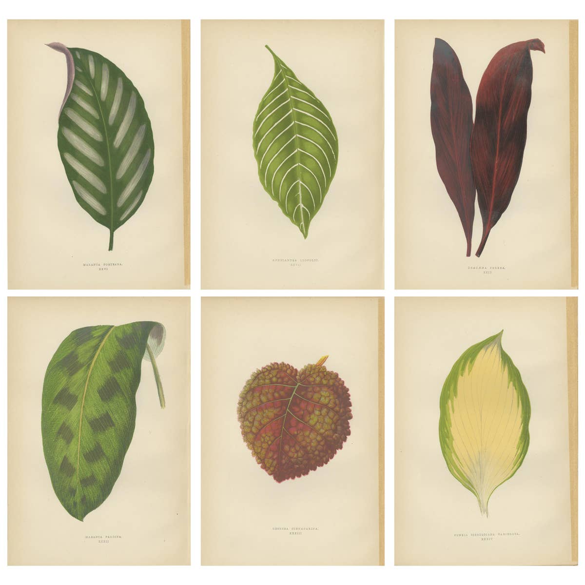 Set of 6 Botany Prints - Gesnera Cinnabarina - Dracaena Perrea (1891)