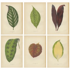 Antique Set of 6 Botany Prints -  Gesnera Cinnabarina - Dracaena Perrea (1891)