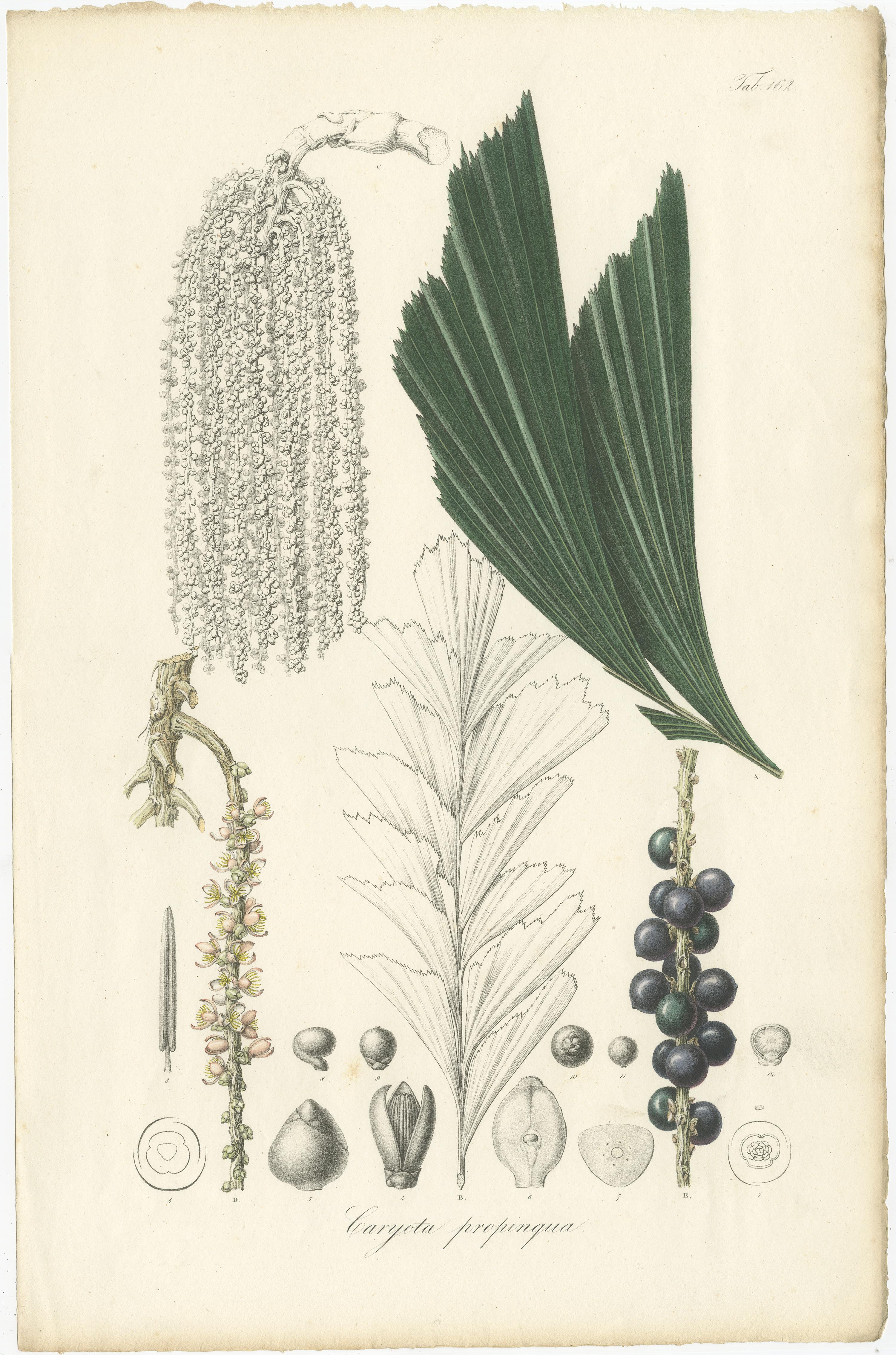 Set of 6 Botany Prints of Palm Species by Blume 'c.1840' In Good Condition For Sale In Langweer, NL