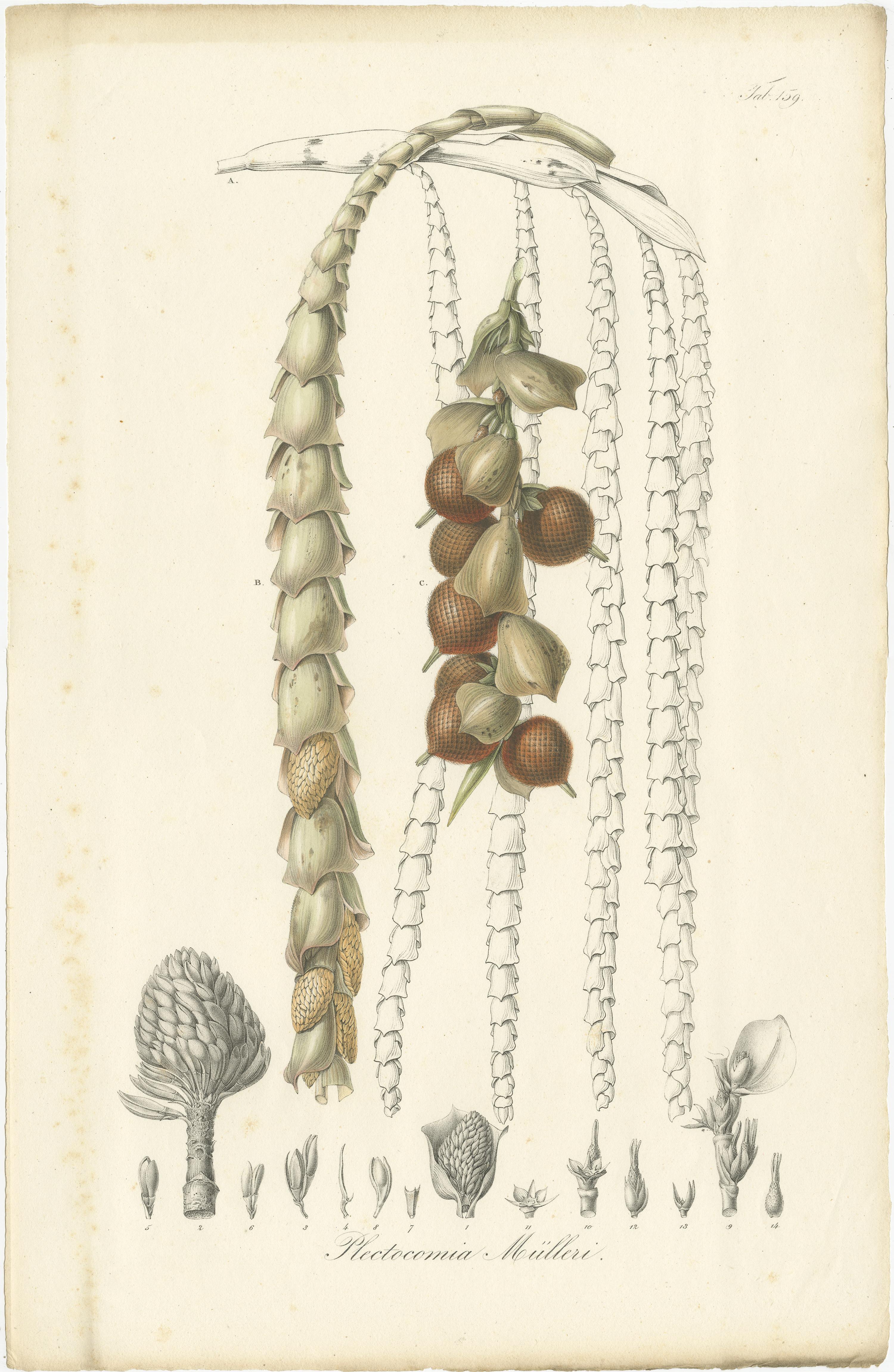 19th Century Set of 6 Botany Prints of Palm Species by Blume 'c.1840' For Sale