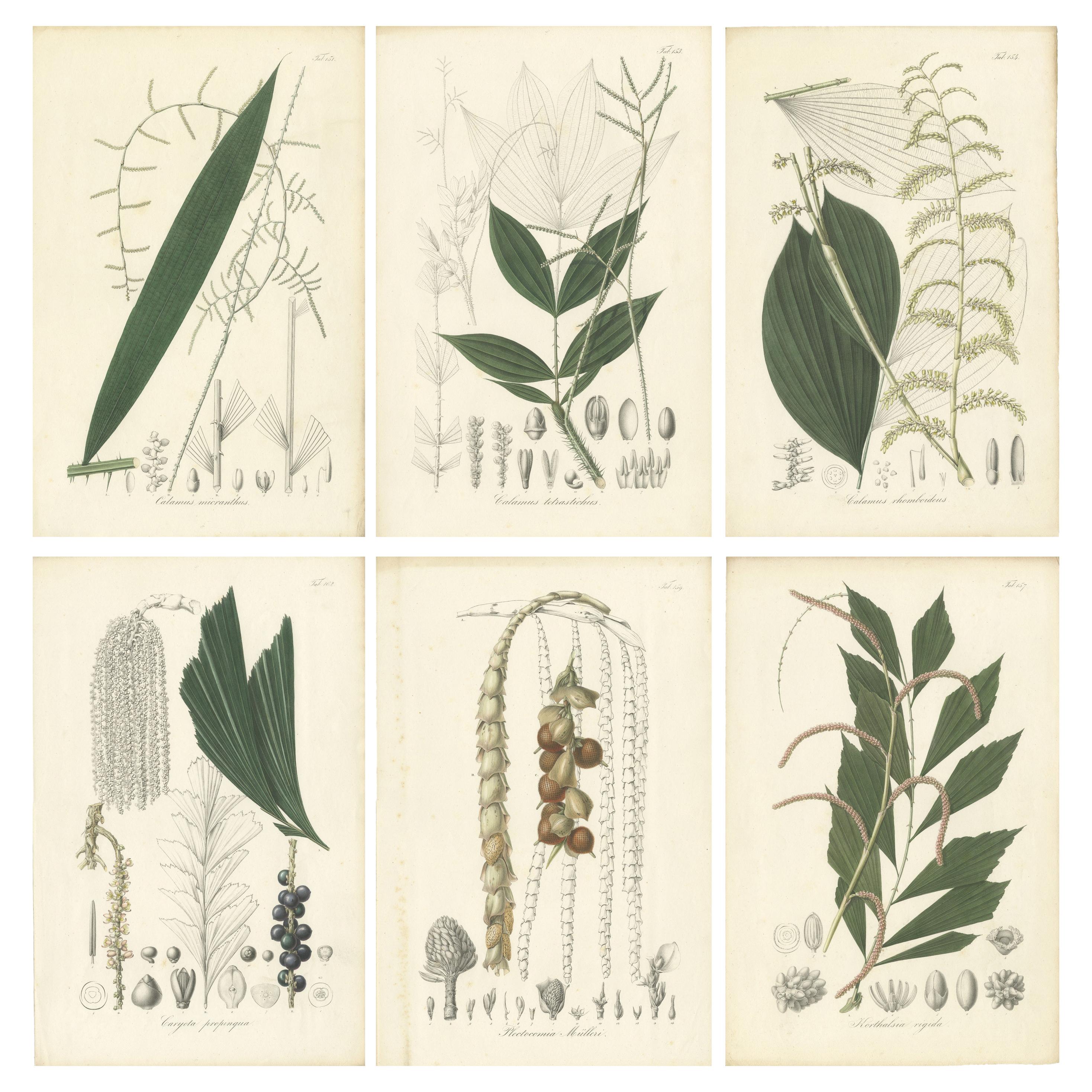 Set of 6 Botany Prints of Palm Species by Blume 'c.1840'