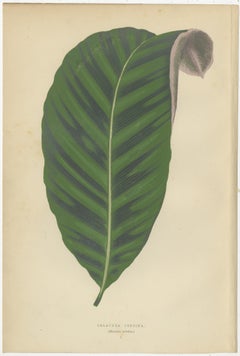 Set of 6 Botany Prints, Pavetta Borbonica, Calathea Zebrina, '1891'