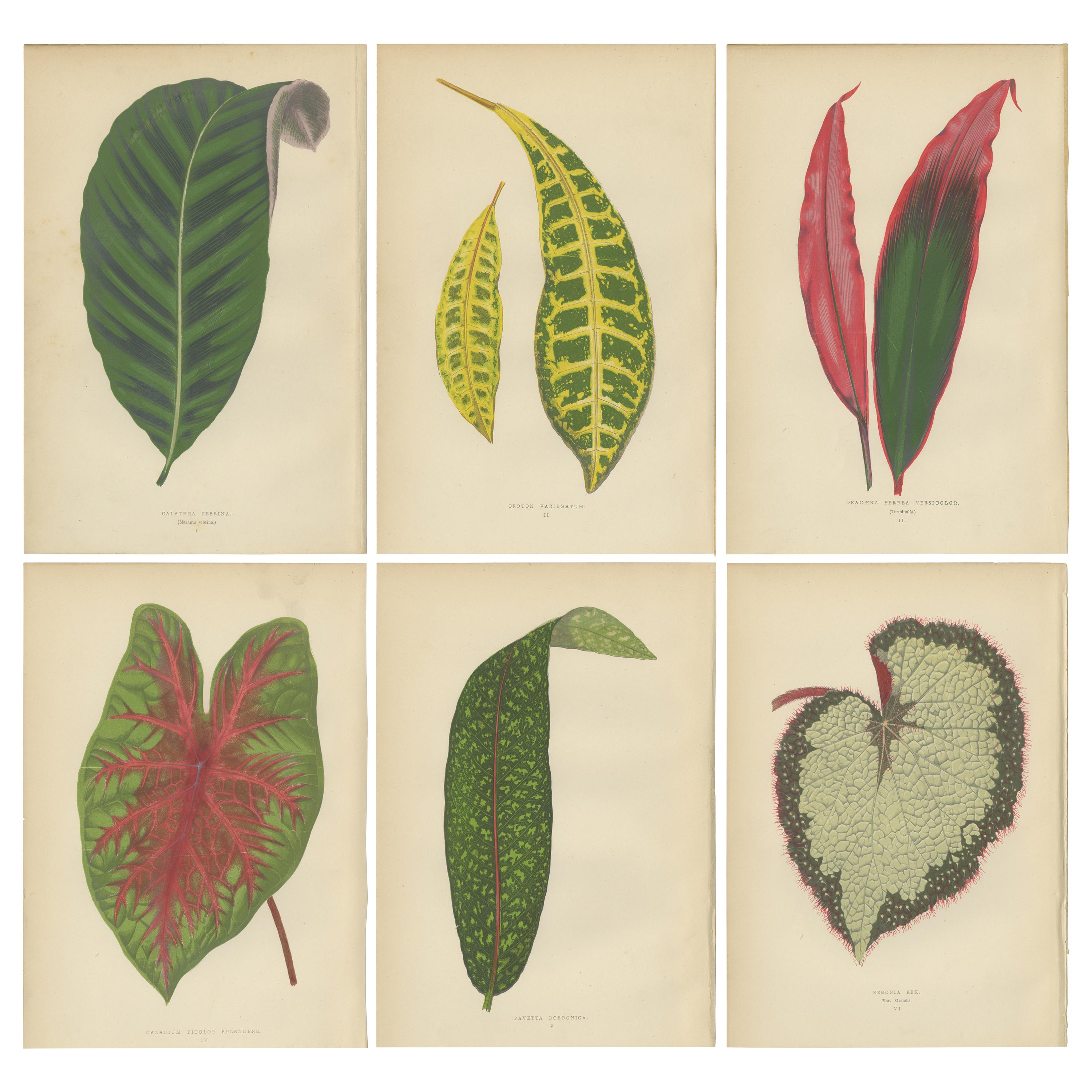 Set of 6 Botany Prints, Pavetta Borbonica, Calathea Zebrina, 
1891
