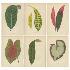 Set of 6 Botany Prints, Pavetta Borbonica, Calathea Zebrina, '1891'