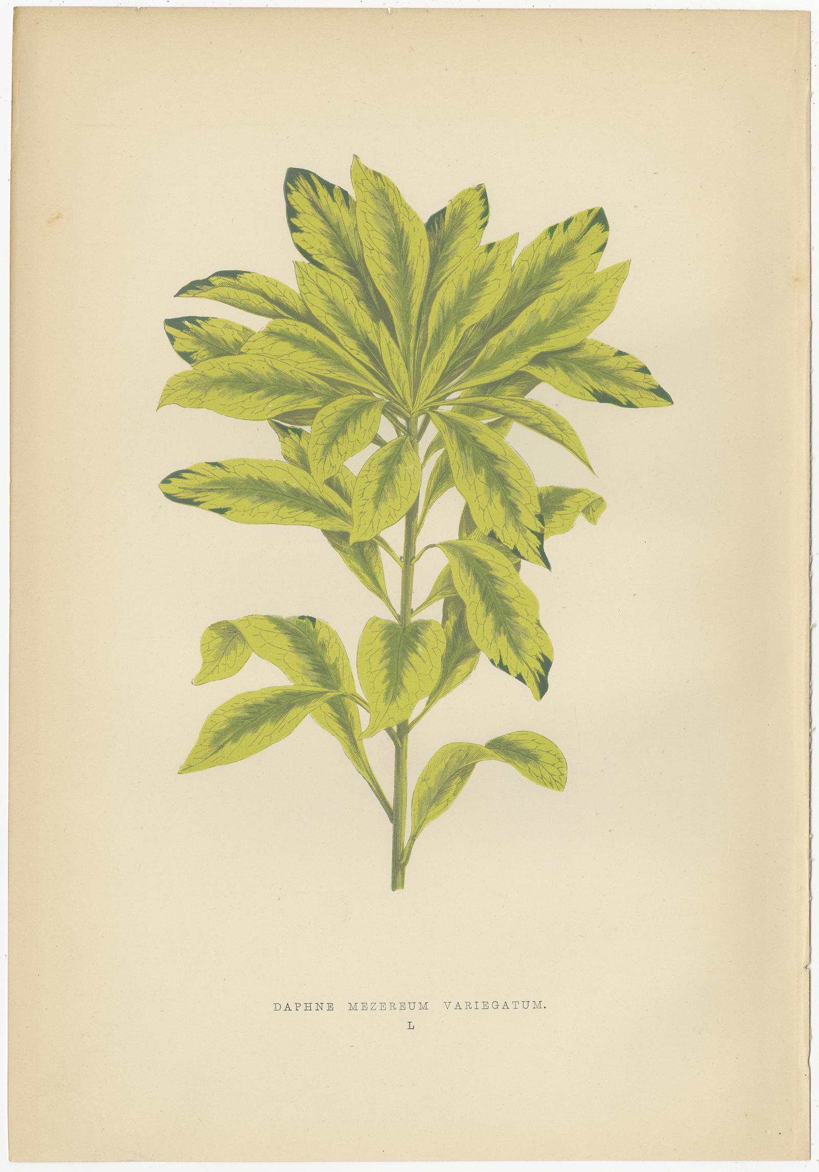 poinsettia botanical illustration