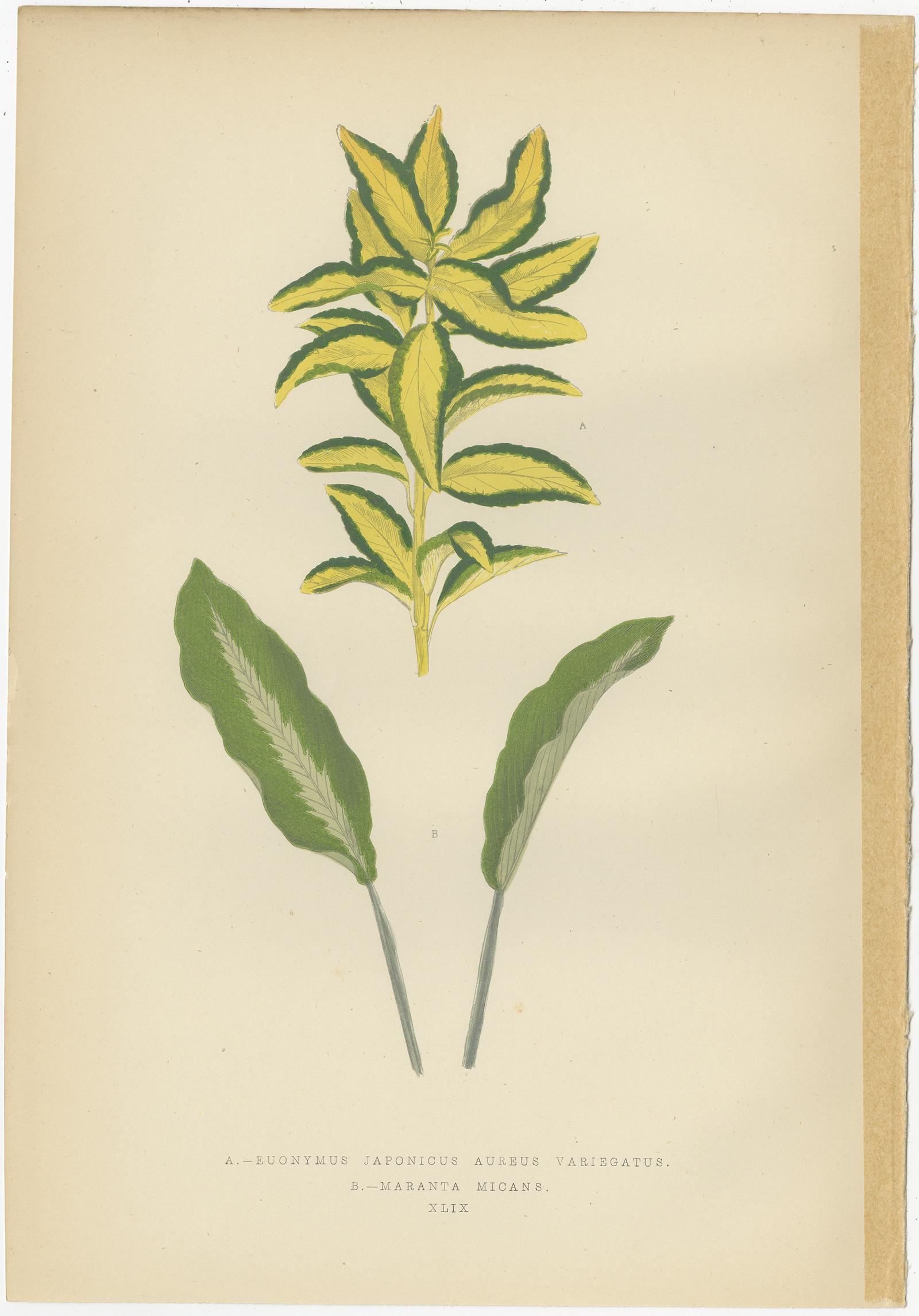 poinsettia variegata