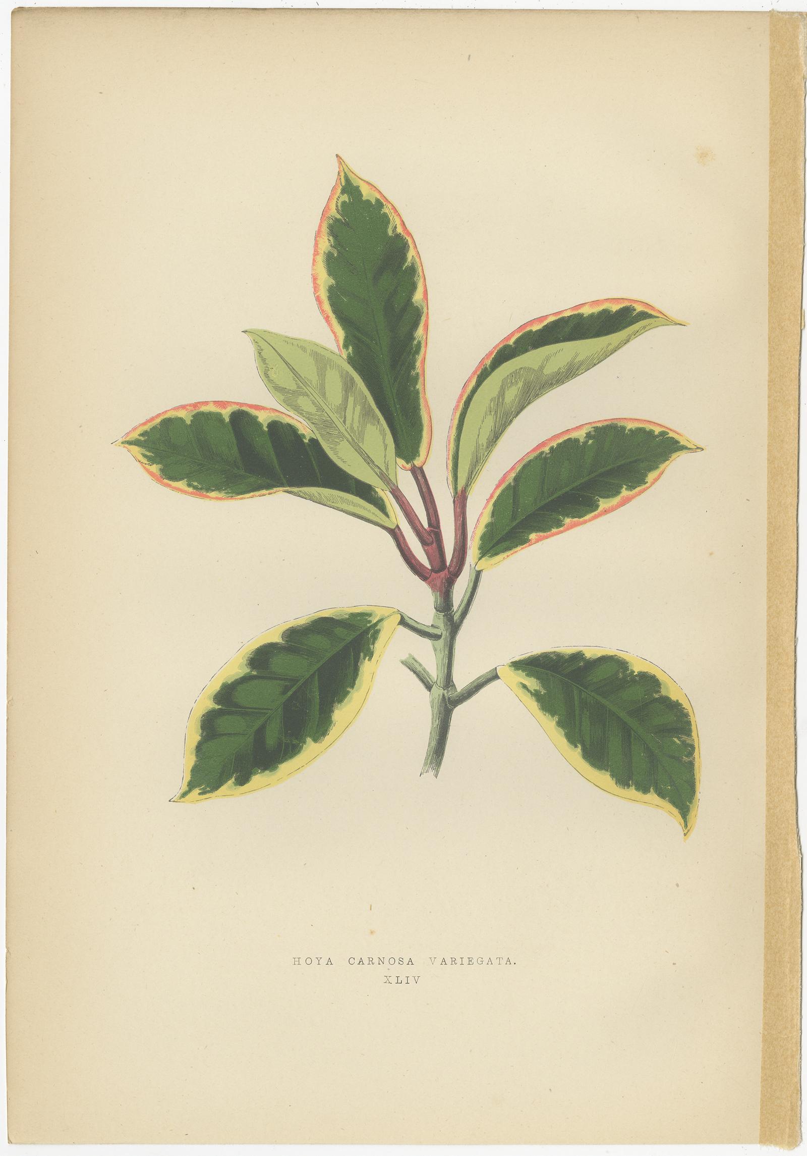 Set of 6 Botany Prints, Poinsettia Pulcherrima, Euonymus Japonicus, 1891 In Good Condition In Langweer, NL