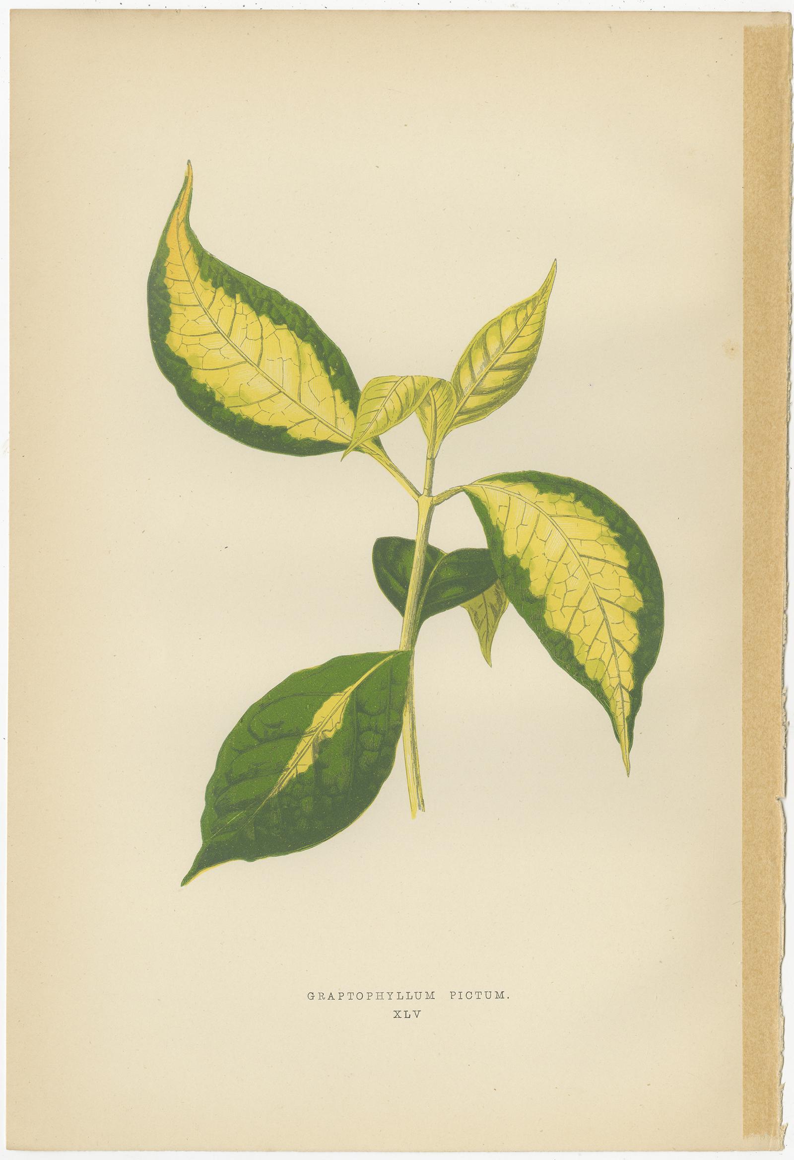 19th Century Set of 6 Botany Prints, Poinsettia Pulcherrima, Euonymus Japonicus, 1891