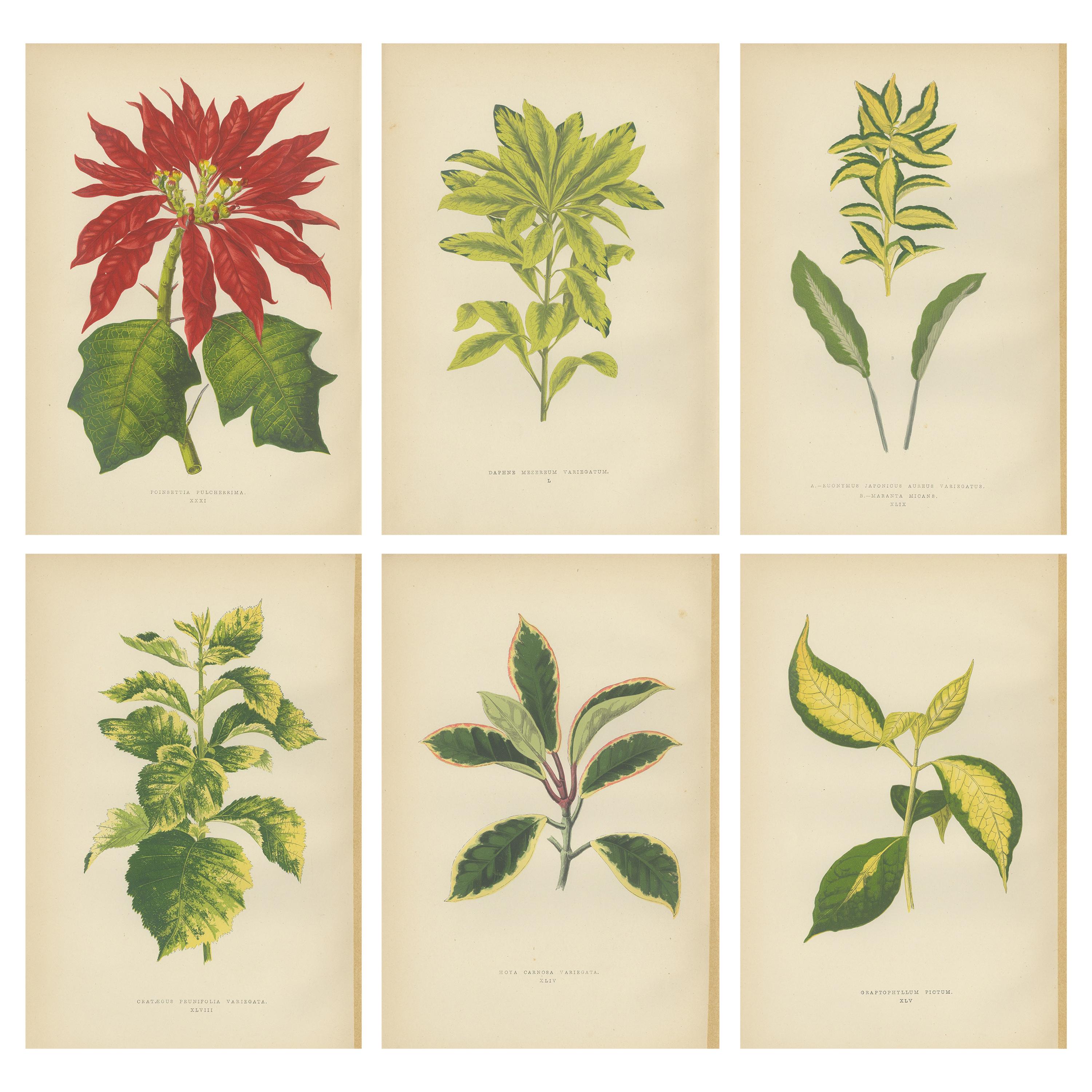 Set of 6 Botany Prints, Poinsettia Pulcherrima, Euonymus Japonicus, 1891