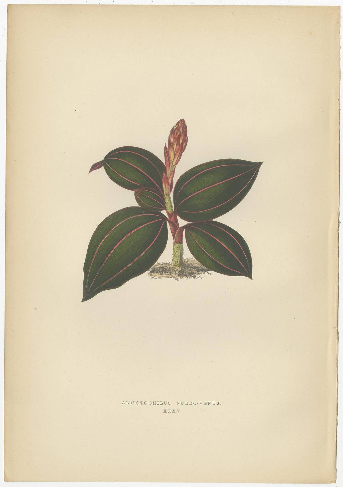 Set of 6 Botany Prints, Sonerila Margaritacea, Goodyera Rubro-Venia, 1891