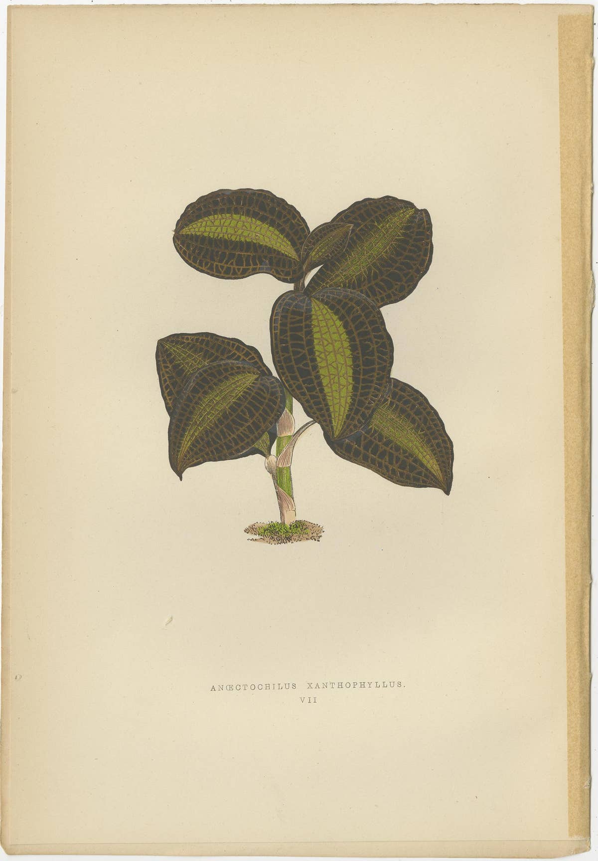 Set of 6 Botany Prints, Sonerila Margaritacea, Goodyera Rubro-Venia, 1891