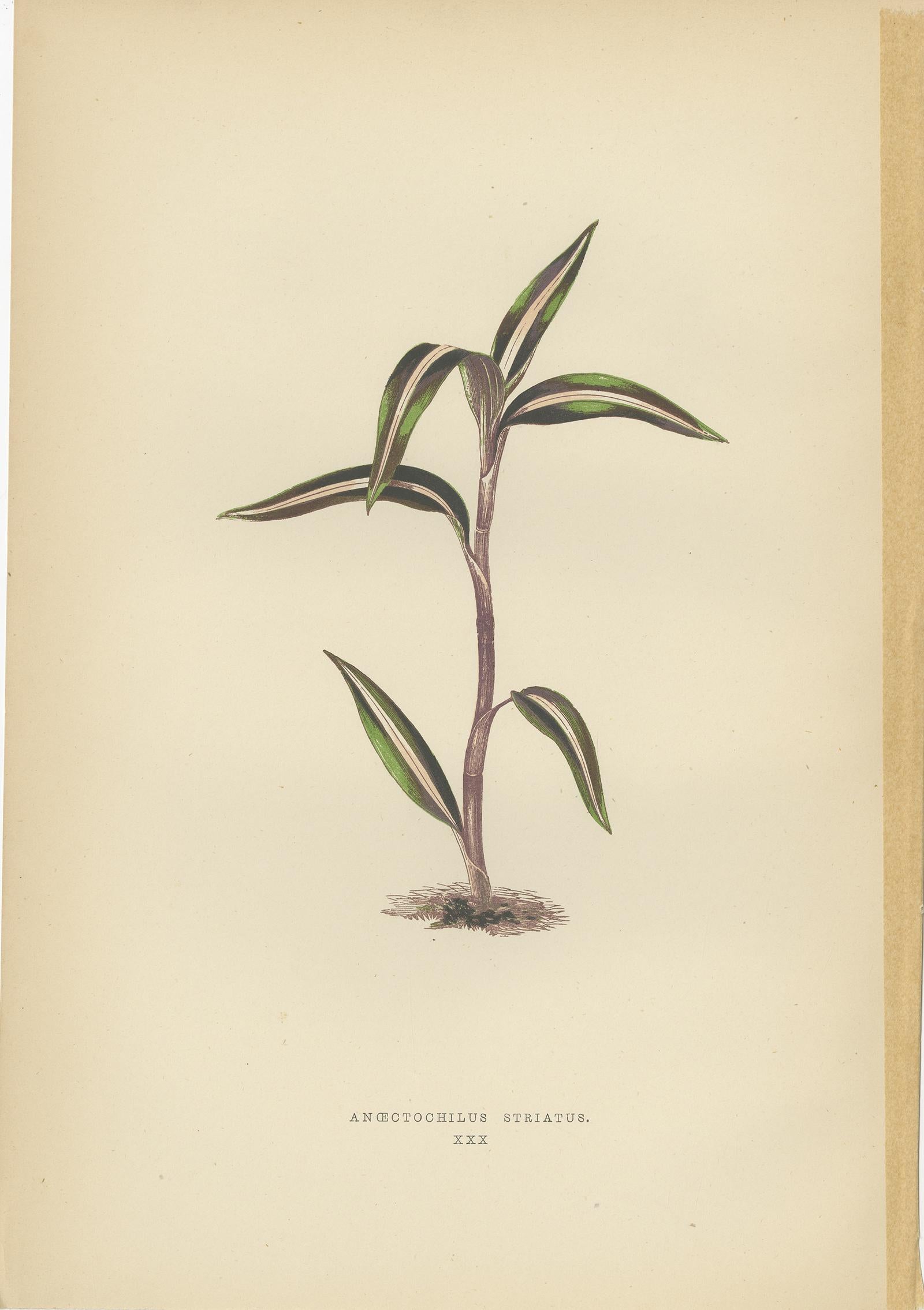 19th Century Set of 6 Botany Prints, Sonerila Margaritacea, Goodyera Rubro-Venia, 1891 For Sale