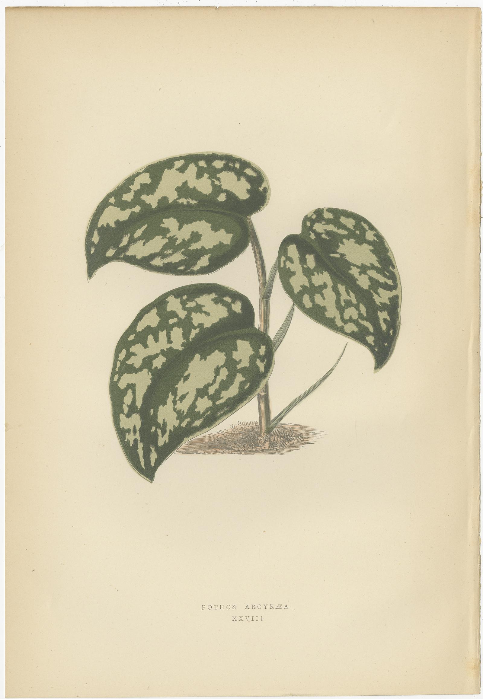 Paper Set of 6 Botany Prints, Sonerila Margaritacea, Goodyera Rubro-Venia, 1891 For Sale