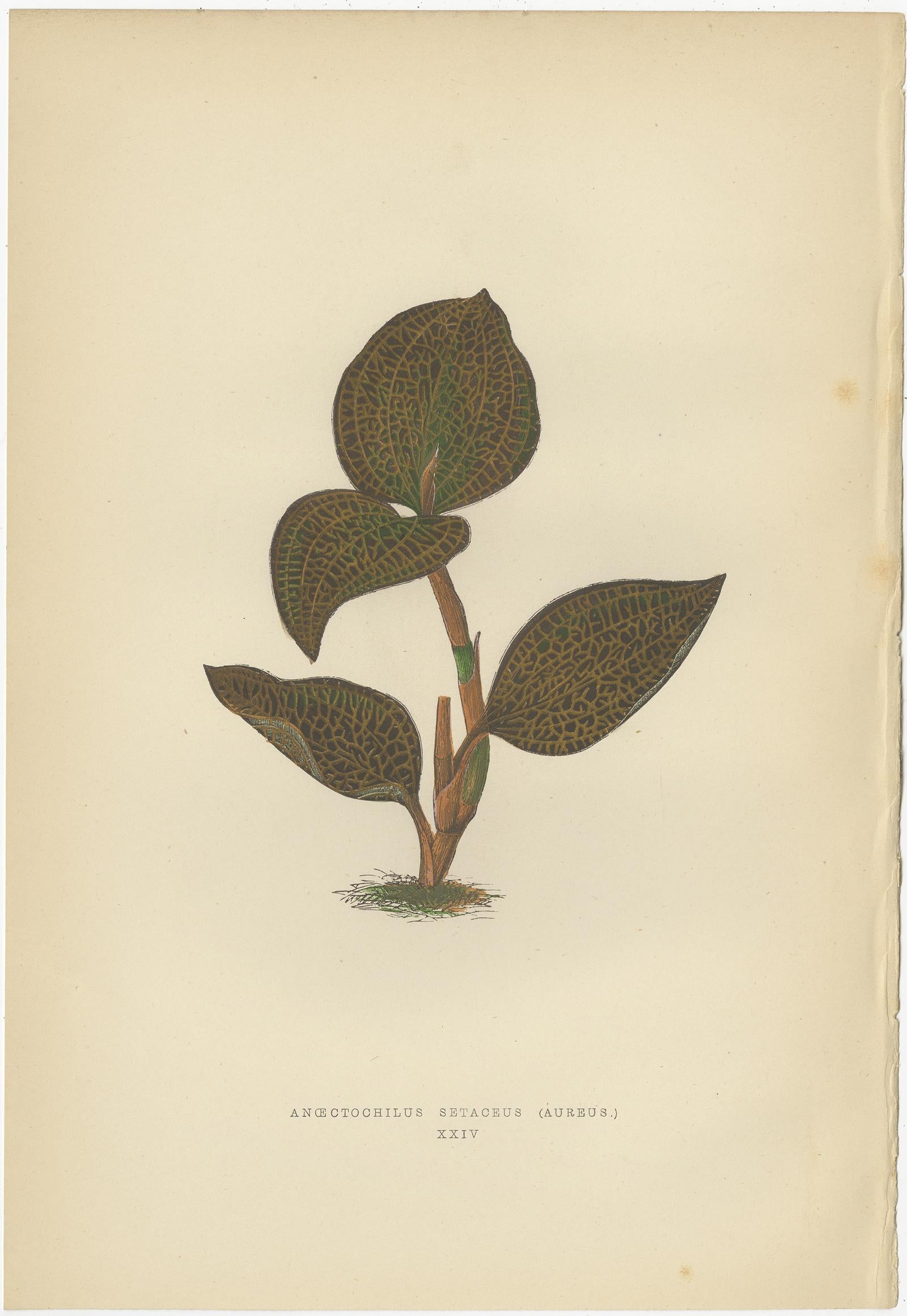Set of 6 Botany Prints, Sonerila Margaritacea, Goodyera Rubro-Venia, 1891 For Sale 1