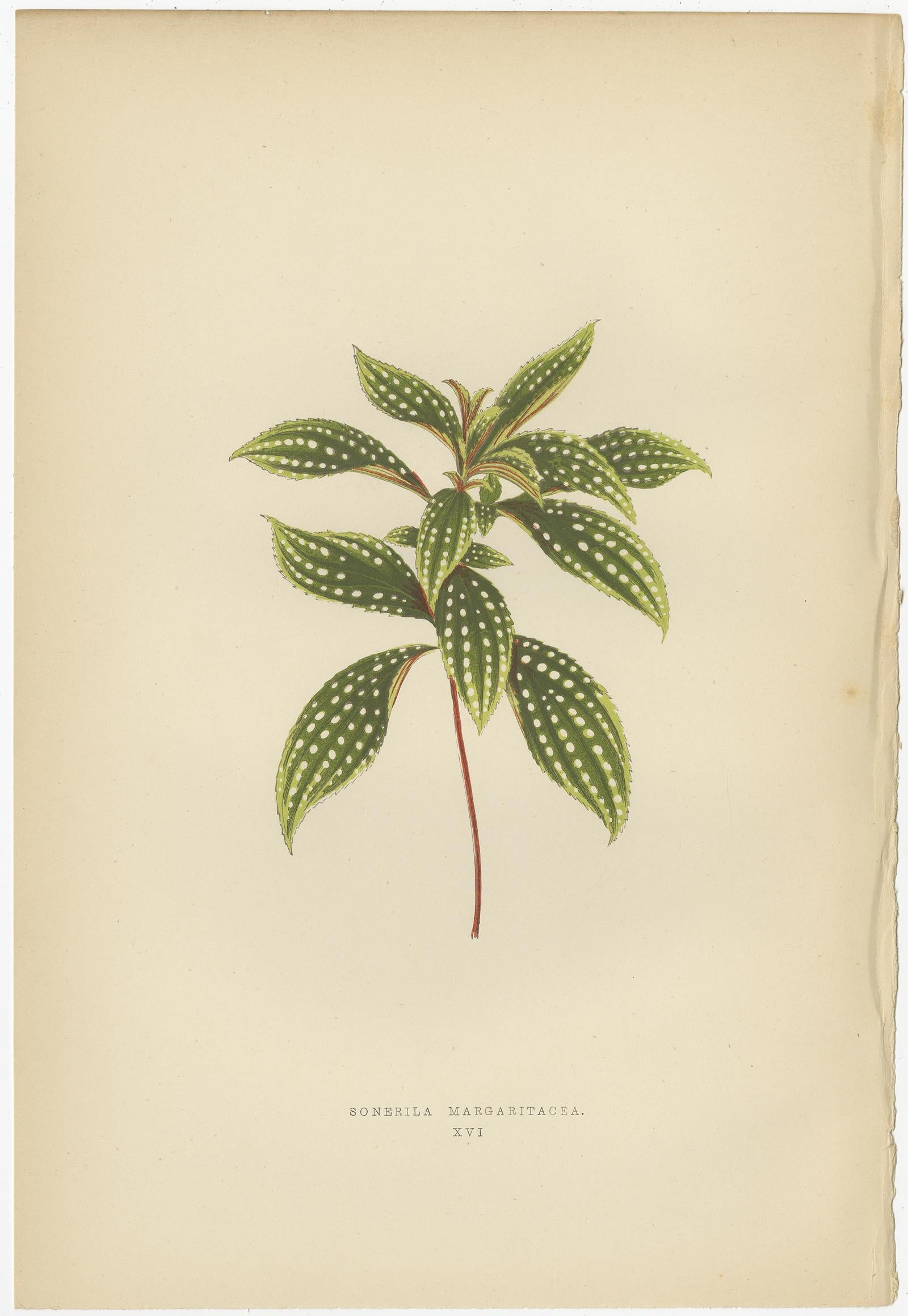 Set of 6 Botany Prints, Sonerila Margaritacea, Goodyera Rubro-Venia, 1891 For Sale 2
