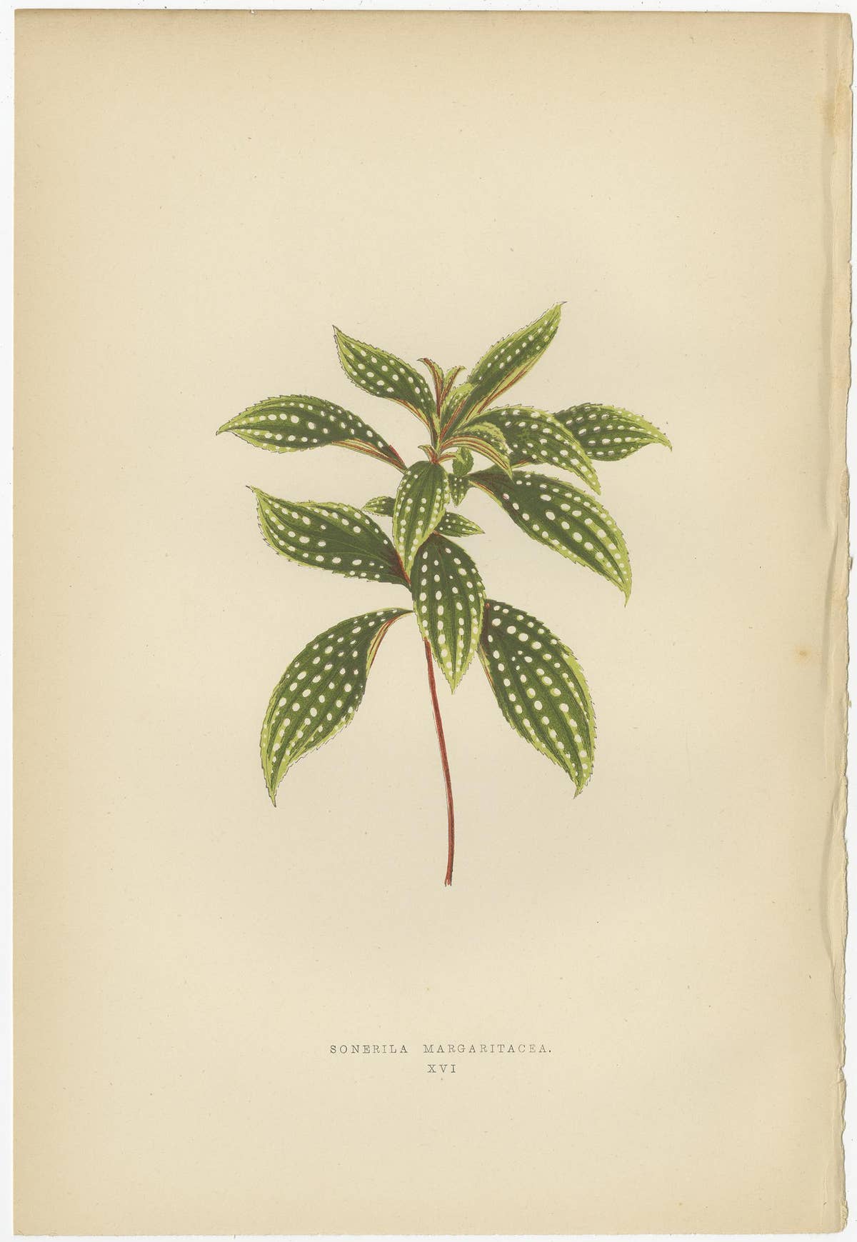 Set of 6 Botany Prints, Sonerila Margaritacea, Goodyera Rubro-Venia, 1891