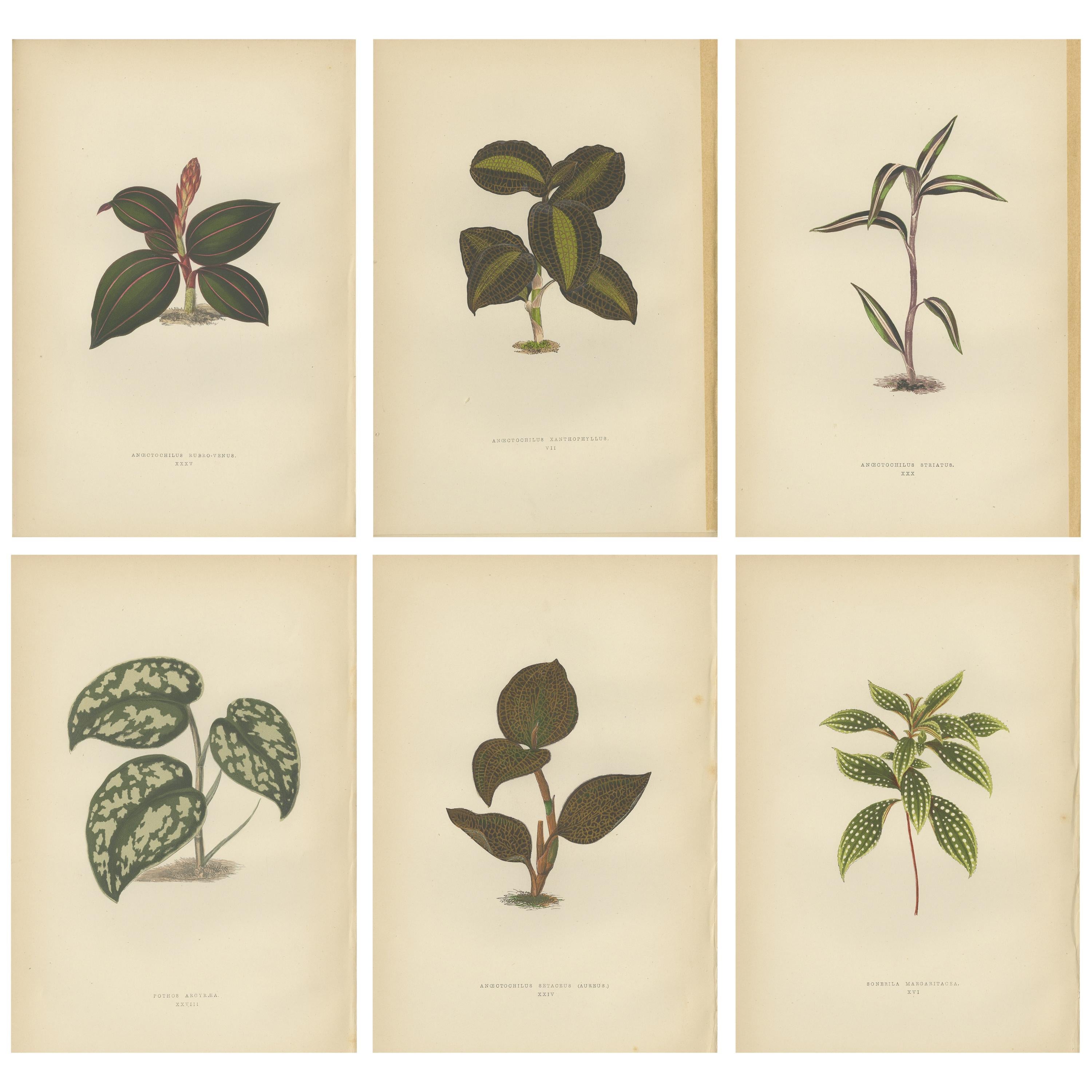 Set of 6 Botany Prints, Sonerila Margaritacea, Goodyera Rubro-Venia, 1891 For Sale