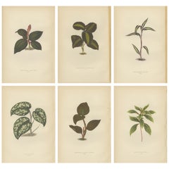 Set of 6 Botany Prints, Sonerila Margaritacea, Goodyera Rubro-Venia, 1891