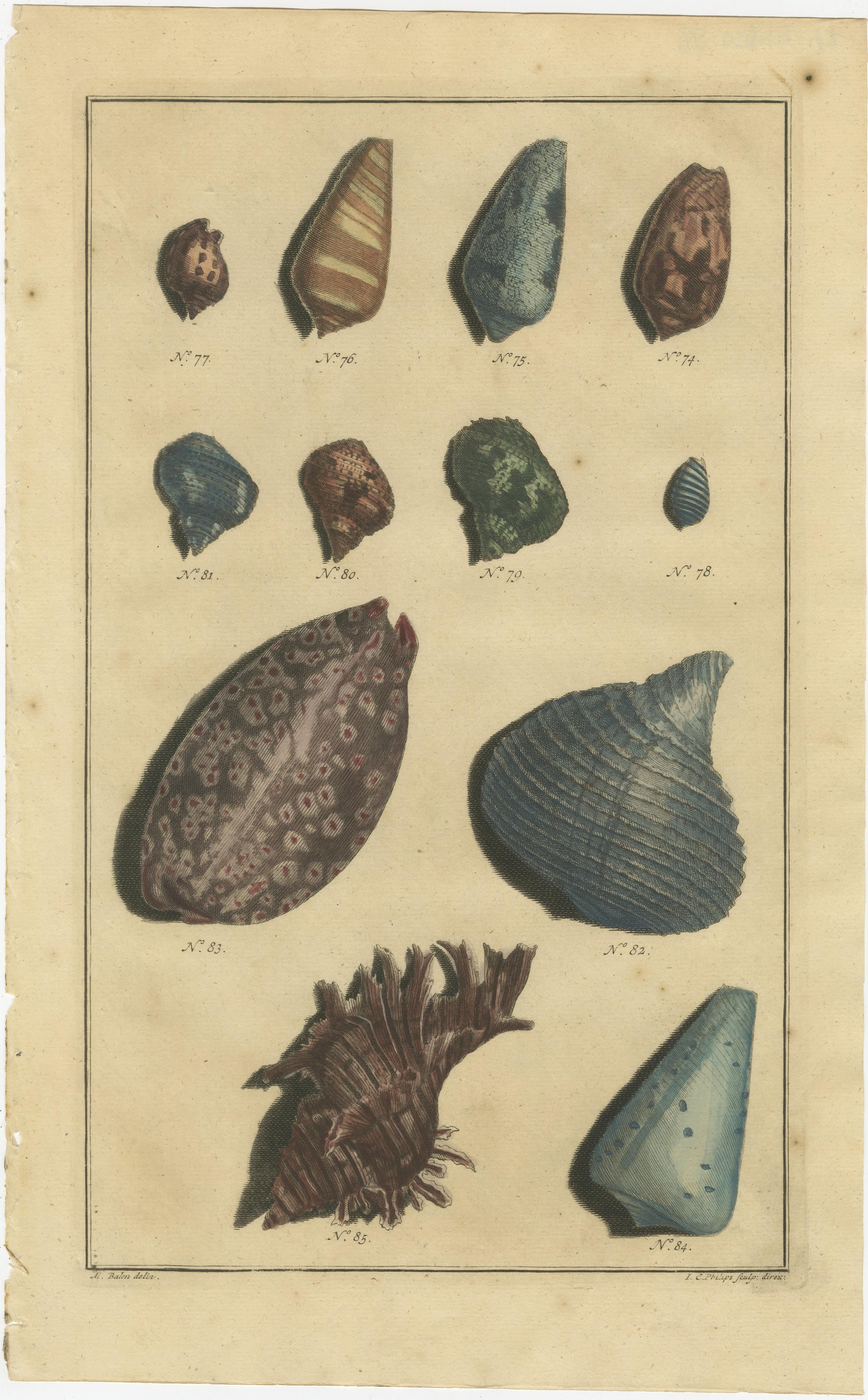 Satz von 6 farbigen antiken Drucken von verschiedenen Muscheln und Weichtieren (18. Jahrhundert) im Angebot