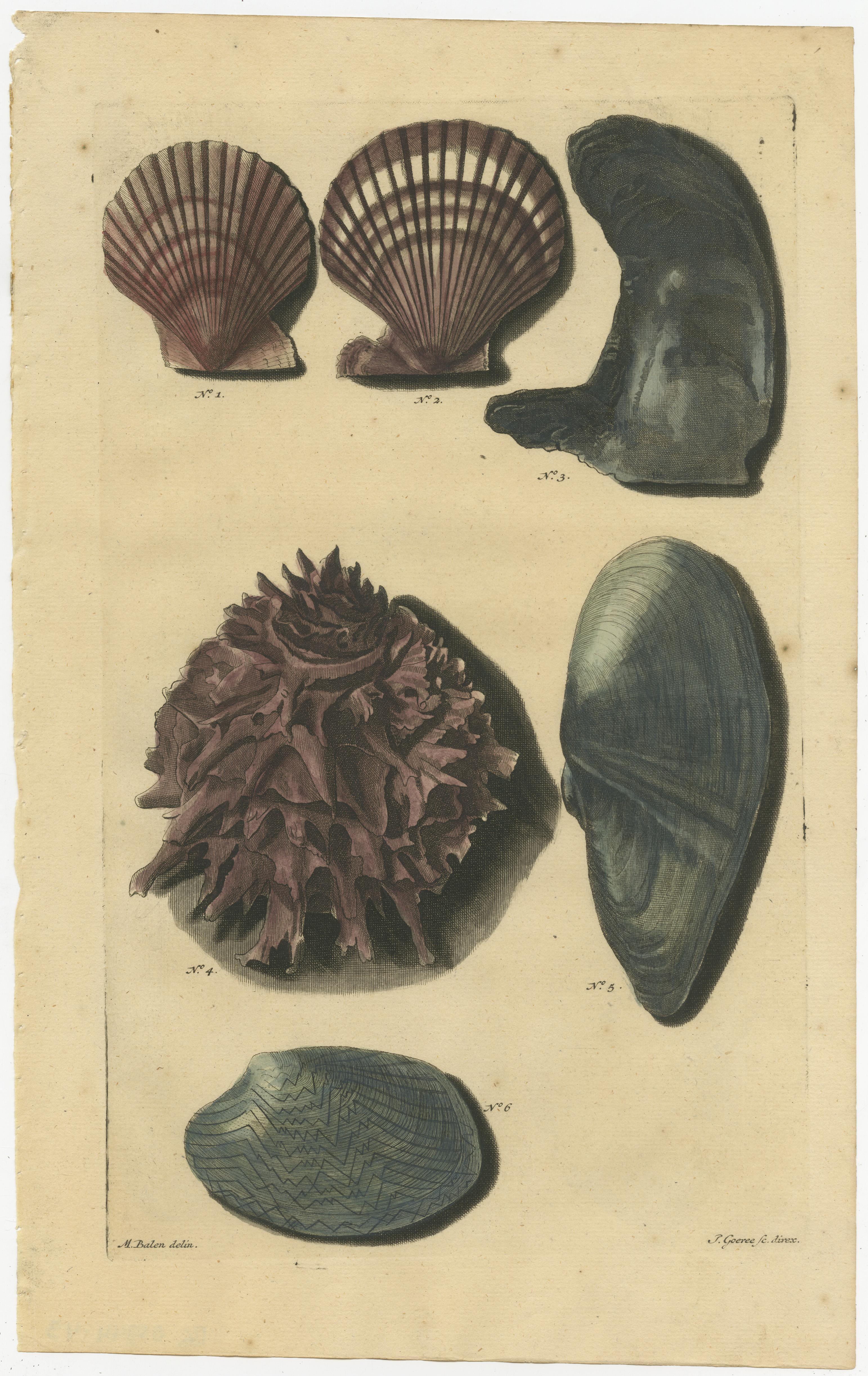 18th Century Set of 6 Colored Antique Prints of various Sea Shells and Molluscs For Sale