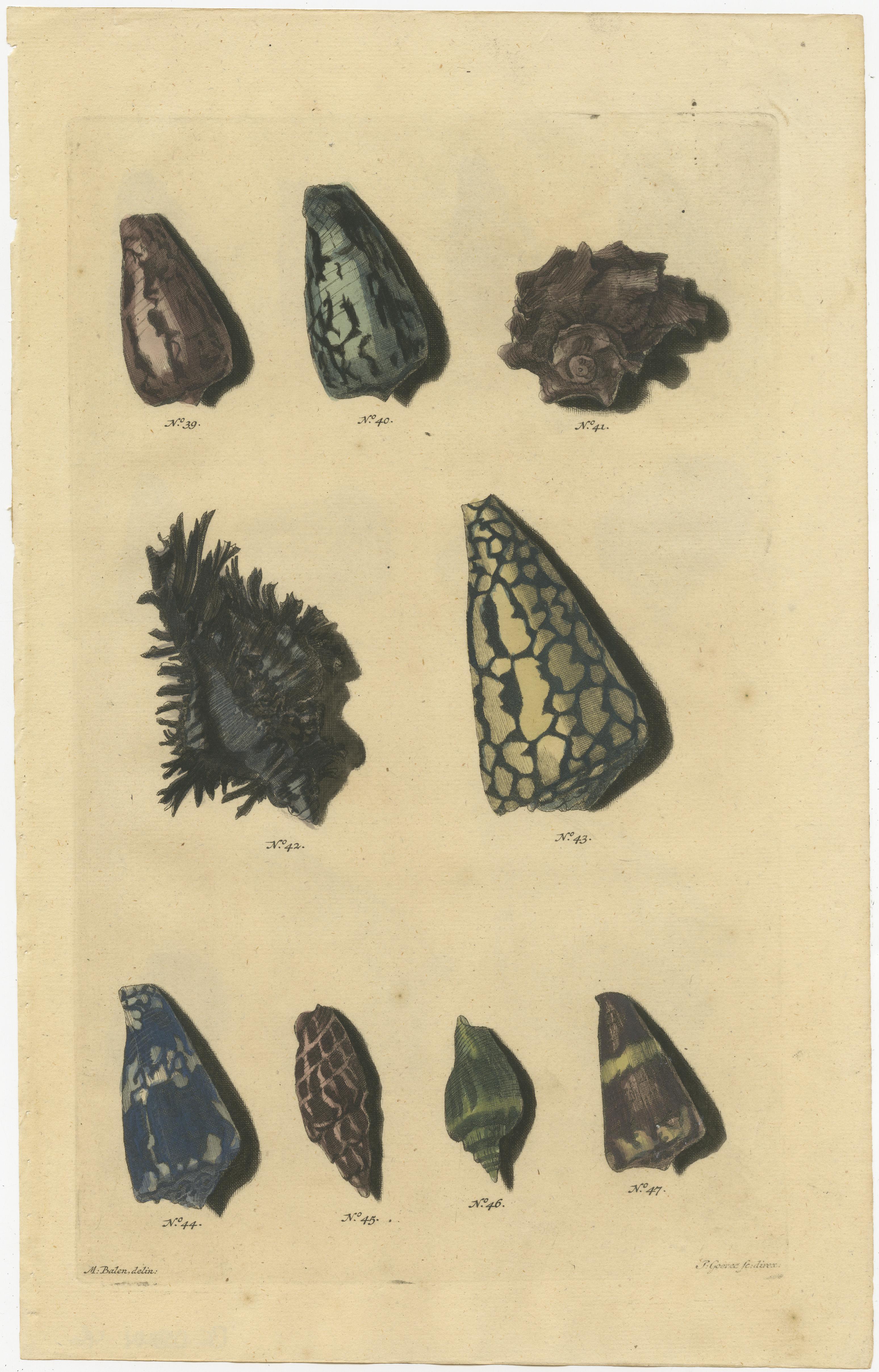 Satz von 6 farbigen antiken Drucken von verschiedenen Muscheln und Weichtieren im Angebot 1