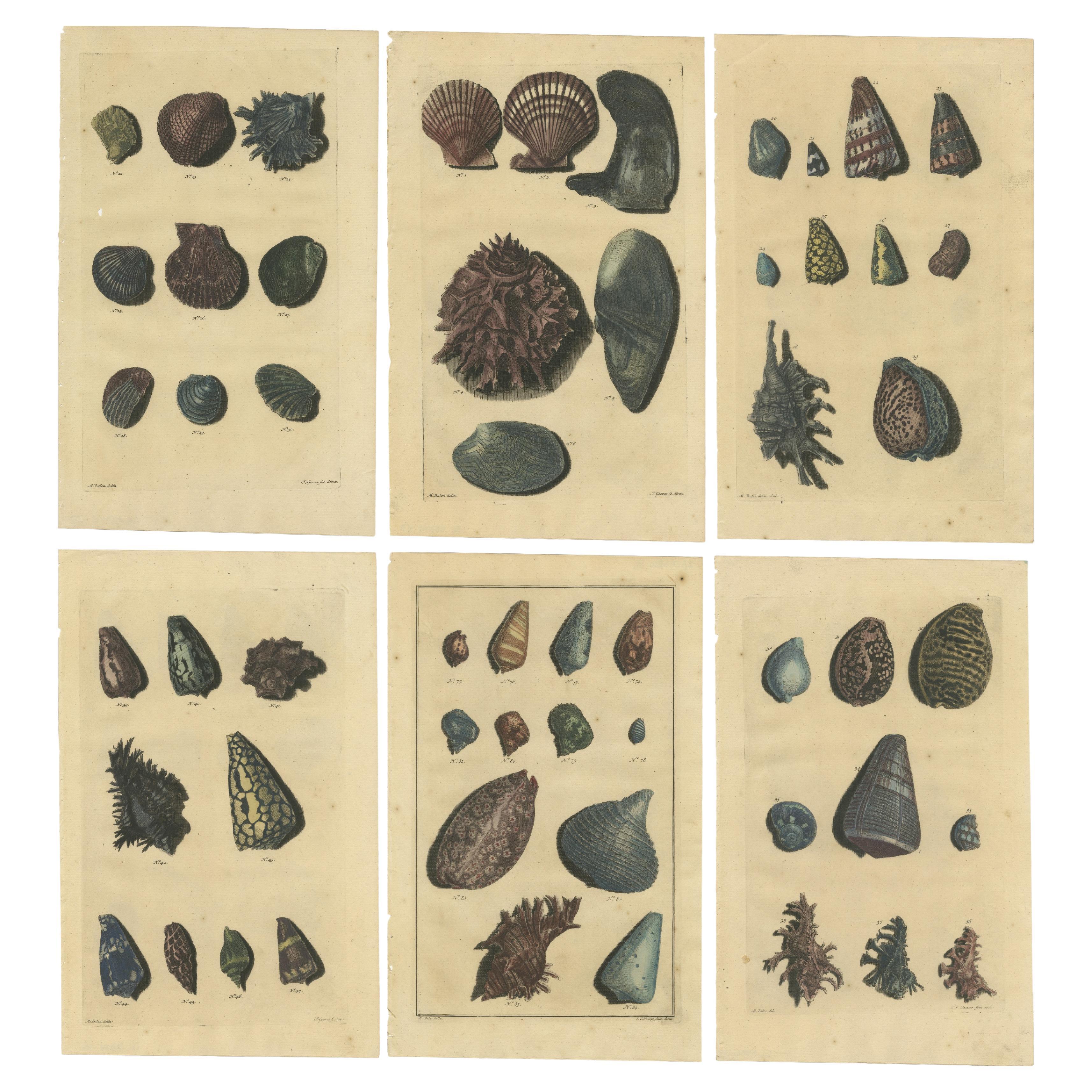 Satz von 6 farbigen antiken Drucken von verschiedenen Muscheln und Weichtieren im Angebot