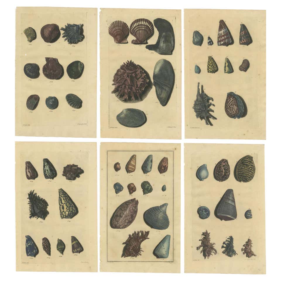 Lovely Collection of 12 Antique Sea Shell Prints. at 1stDibs