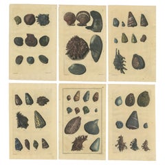 Ensemble de 6 gravures anciennes colorées de divers coquillages et mollusques de mer