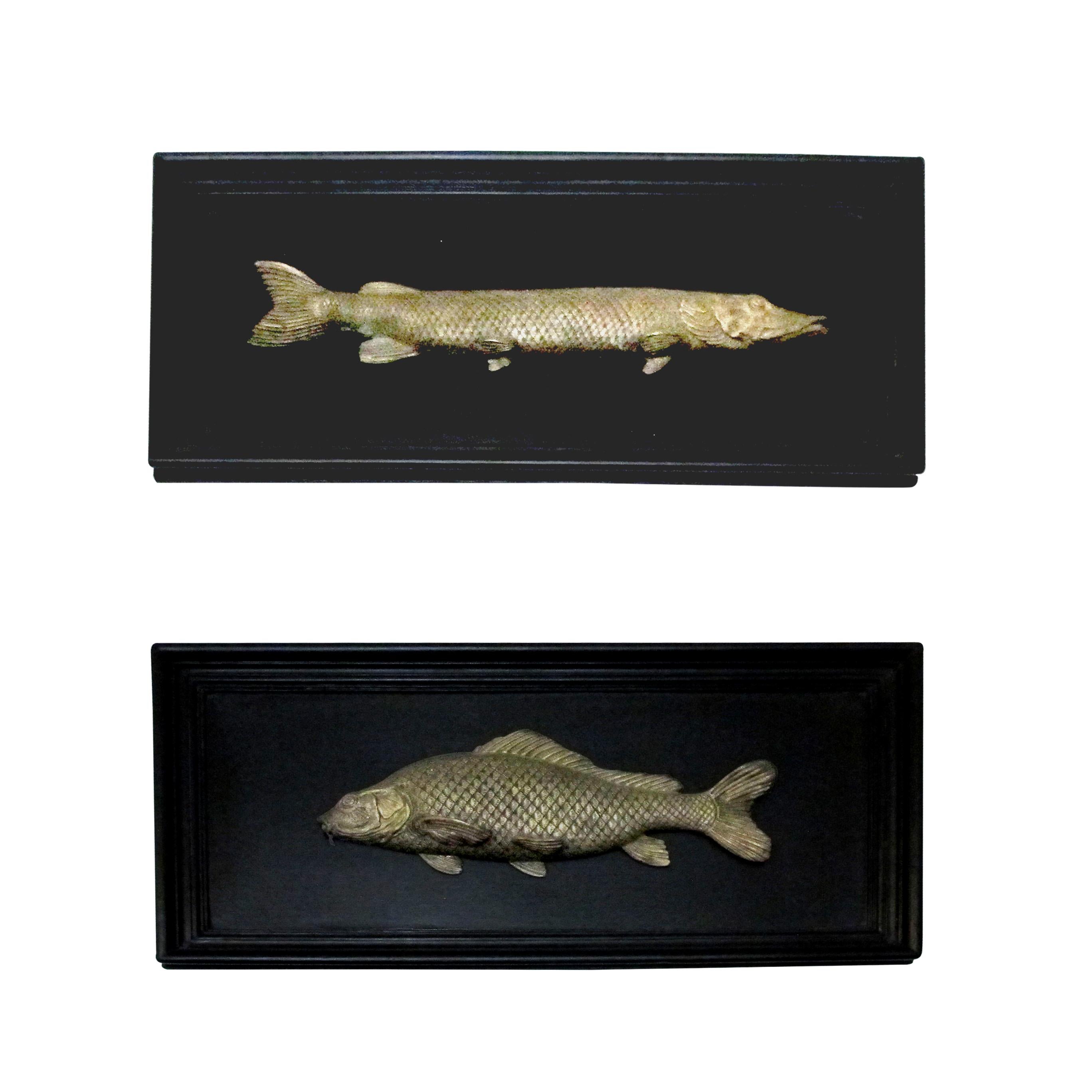 A unique set of 6 stunning bronze freshwater fish mounted on a black mahogany wood frame, early 20th century. This fine set is very versatile and will look stunning in any setting whether of the period or in a modern decor. The fish set is comprised