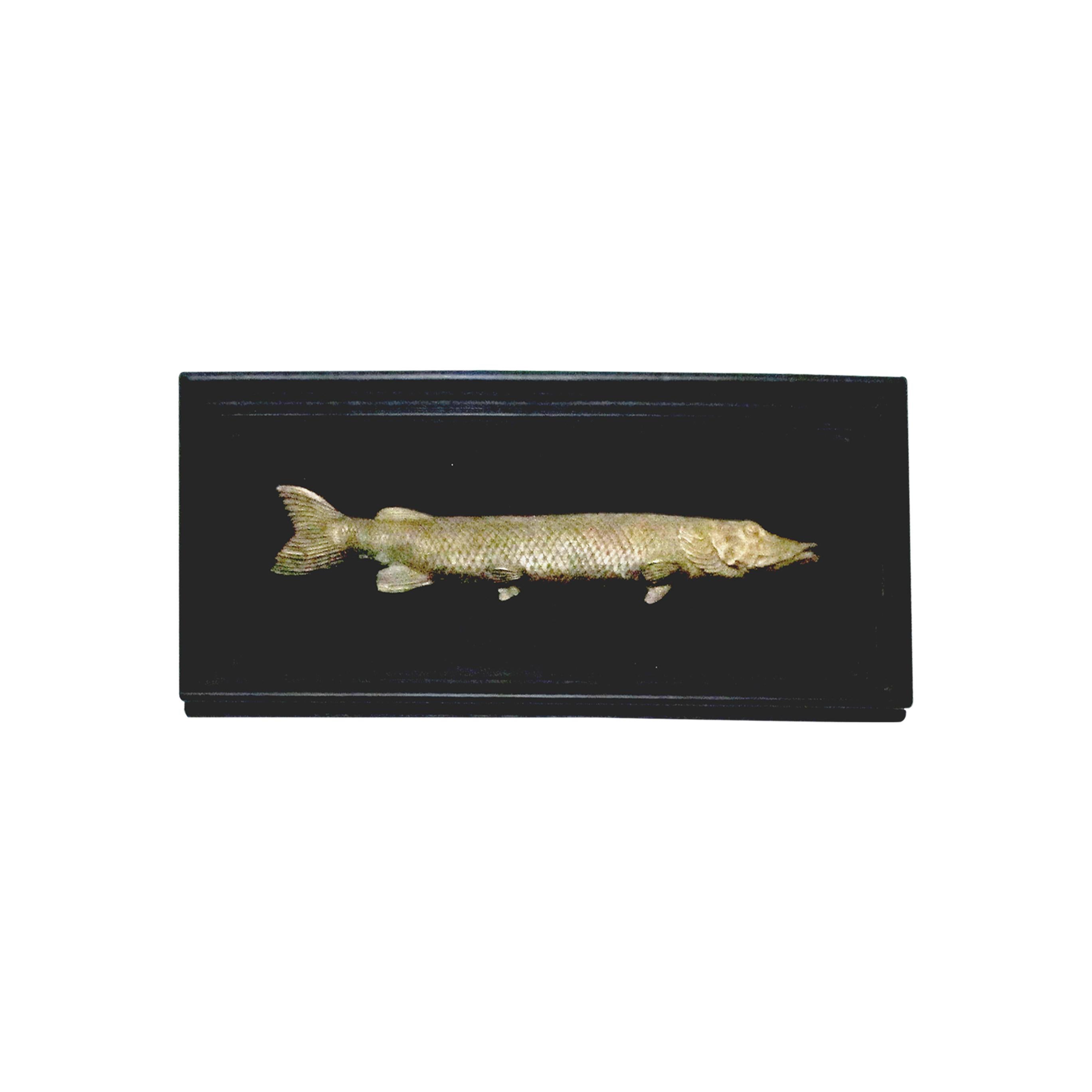 Cast Set of 6 Early 20th Century Bronze Freshwater Fish Mounted on a Black Frame